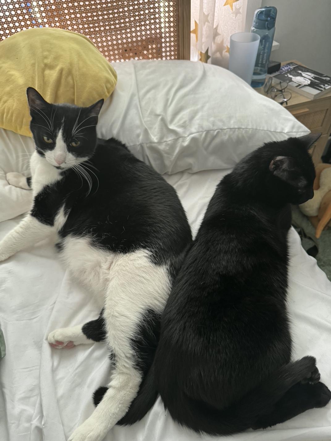 Toast, a Adoptable American Shorthair in Weehawken, NJ image 5/5