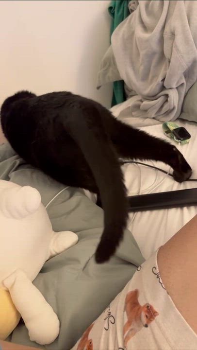 Enlarge Toast, a Adoptable American Shorthair in Weehawken, NJ video 3/5