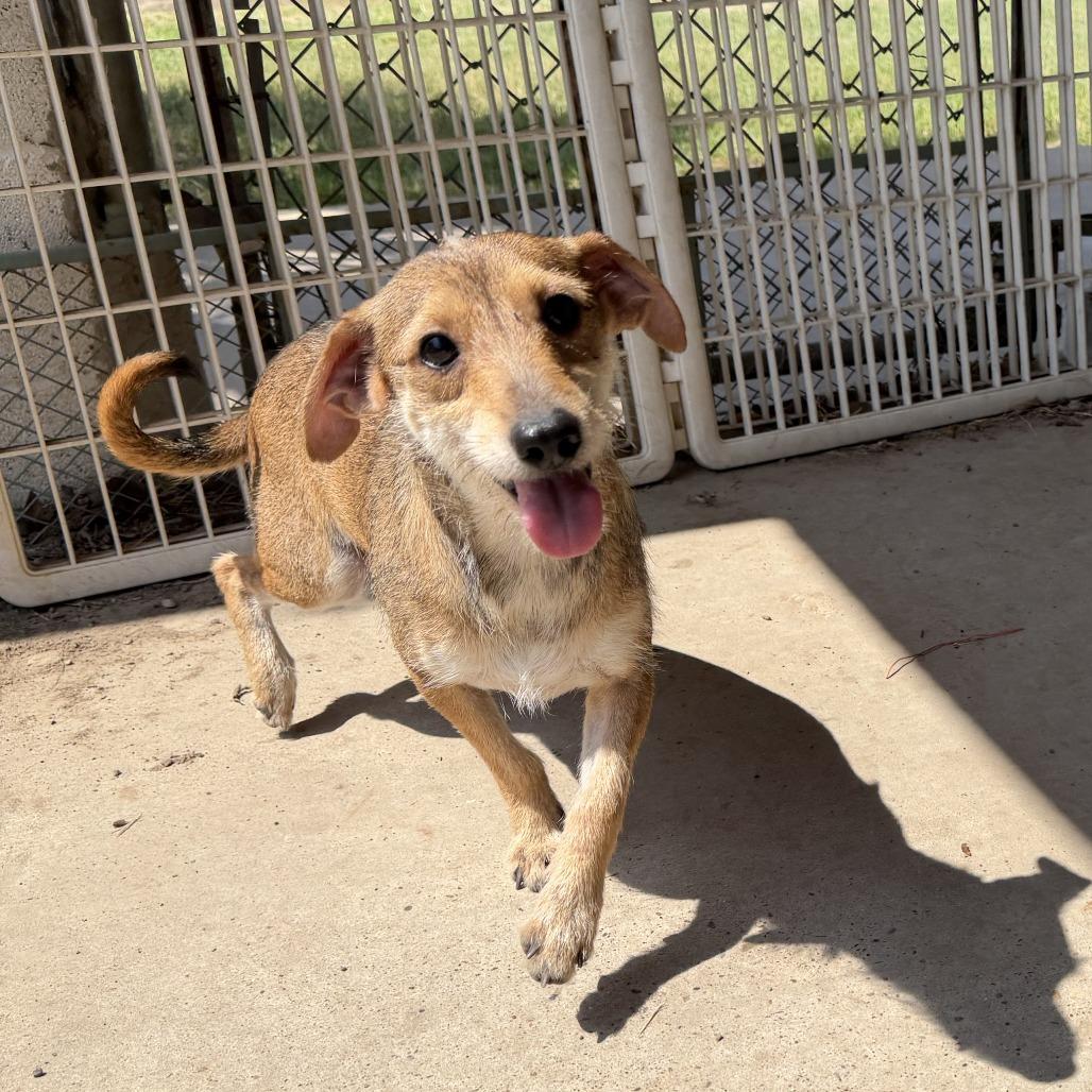 Aladin, Adoptable, Adult Male Dachshund & Shih Tzu.