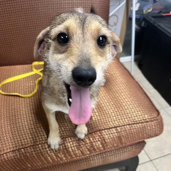 Aladin, a Adoptable mixed breed in Laredo, TX image 2/3