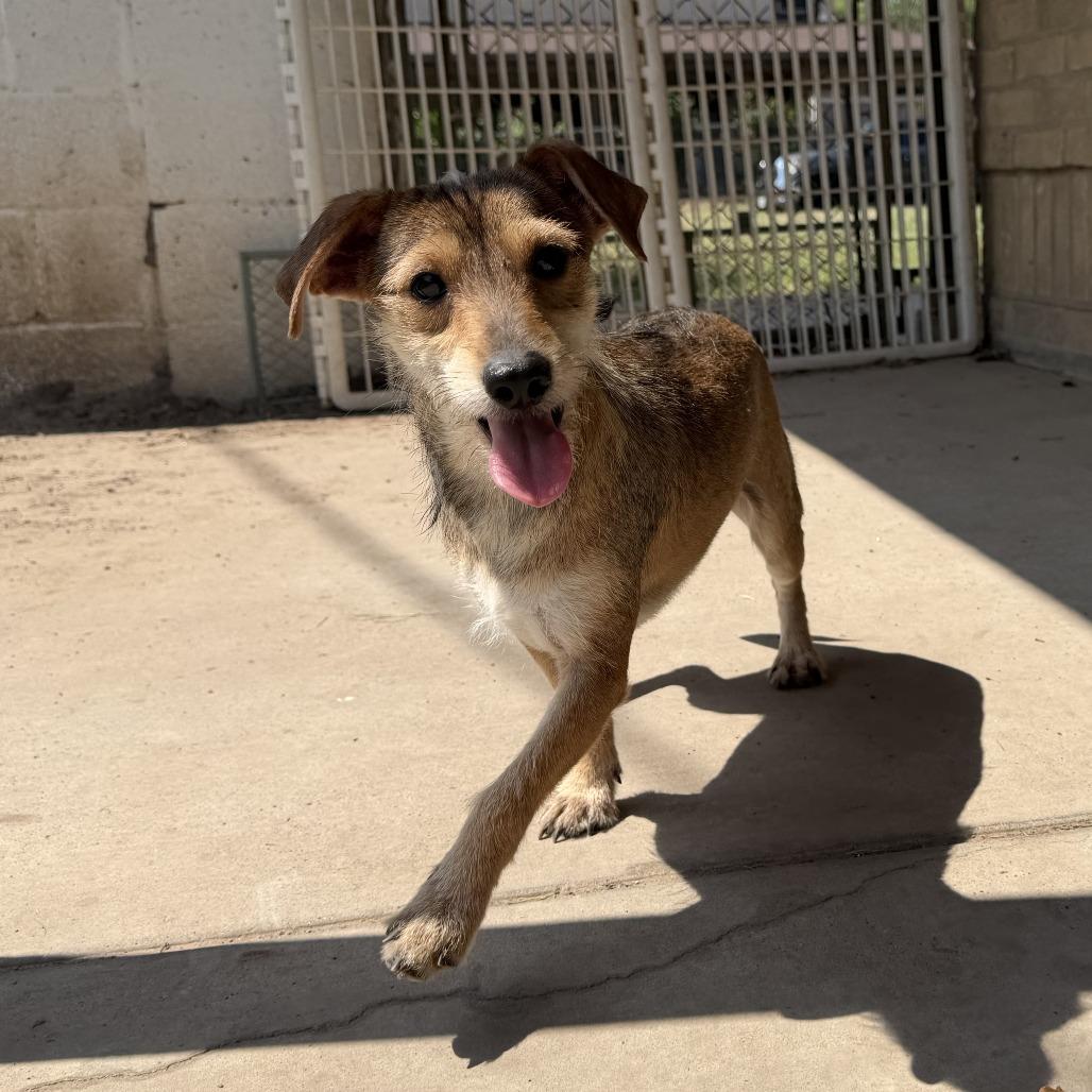 Aladin, a Adoptable mixed breed in Laredo, TX image 3/3