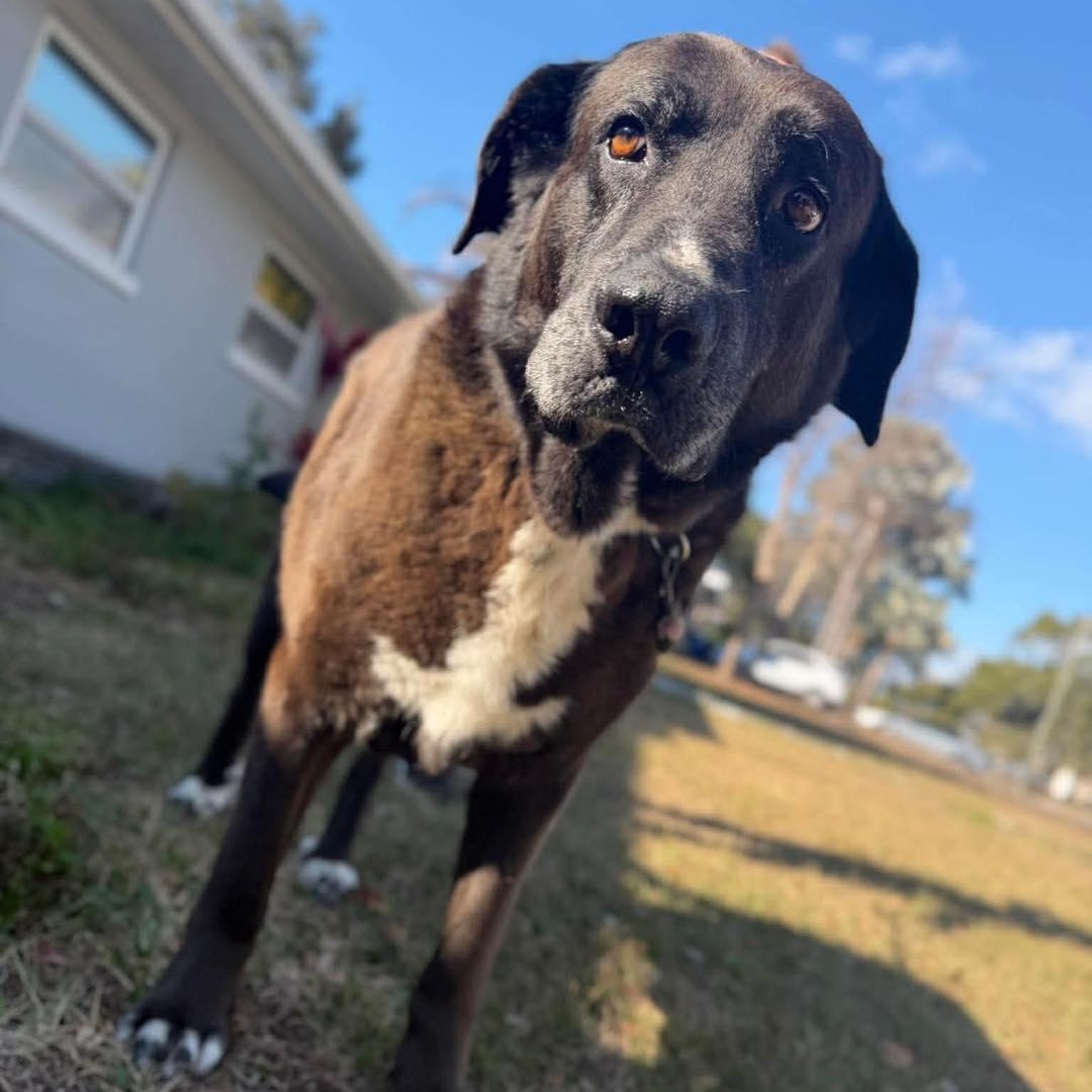 Socks, ADOPTABLE, Senior Male Labrador Retriever.