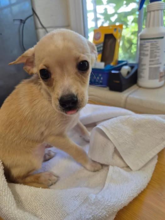 Enlarge Chips, a Adoptable mixed breed in Georgetown, OH image 1/1