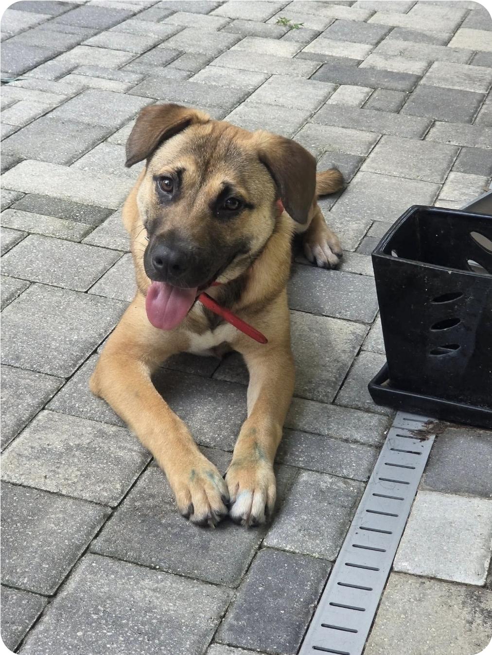 Tina, Adoptable, Puppy Female German Shepherd Dog & Shepherd.