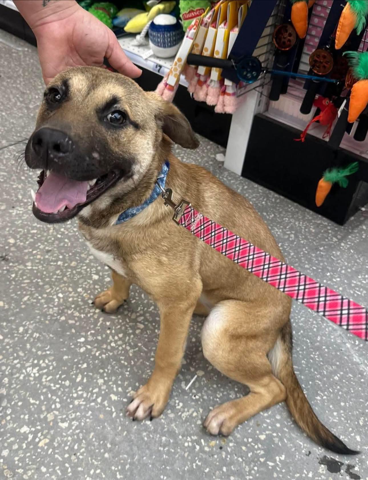 Enlarge Tina, a Adoptable mixed breed in Melbourne , FL image 5/5