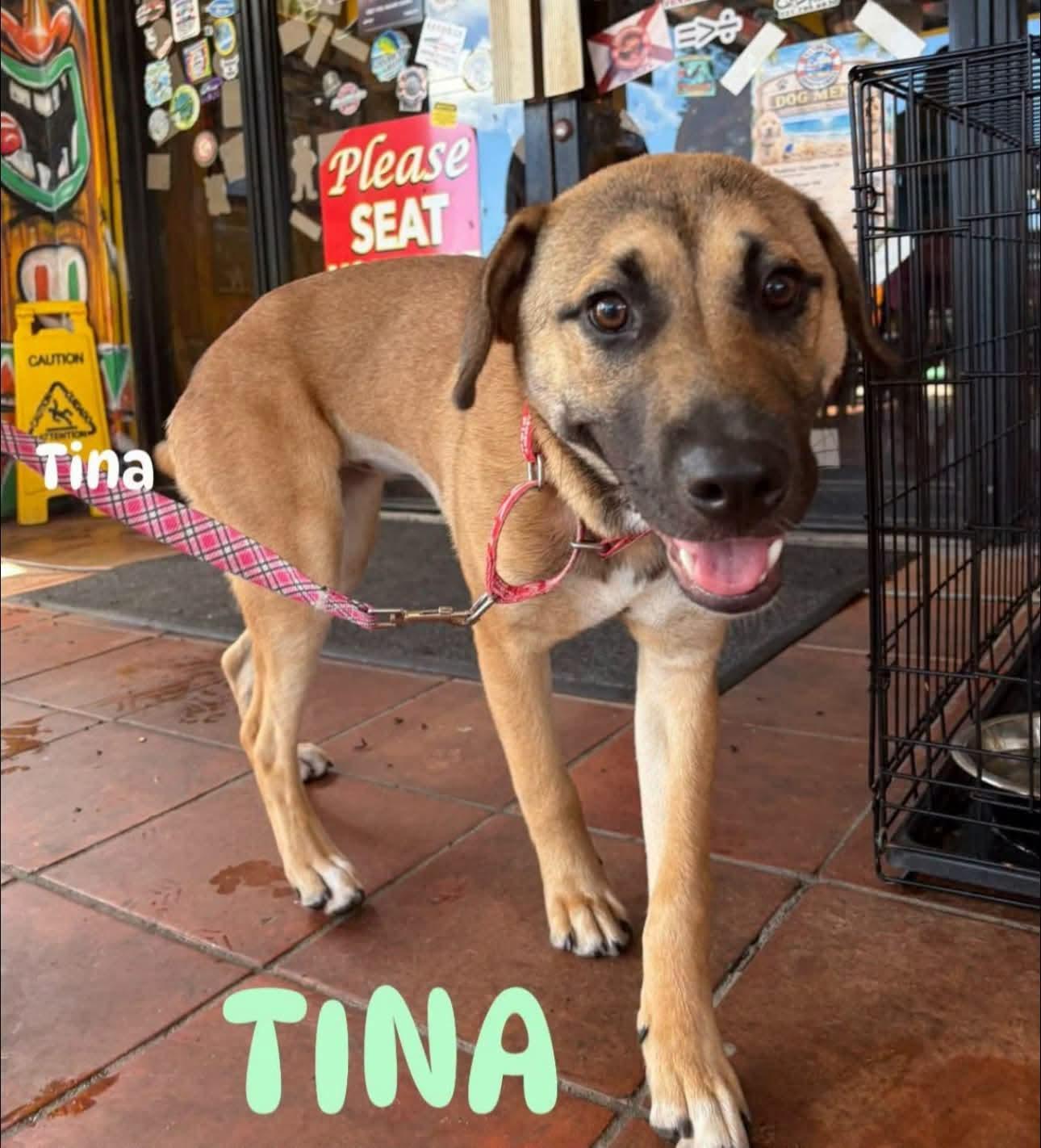 Enlarge Tina, a Adoptable mixed breed in Melbourne , FL image 3/5