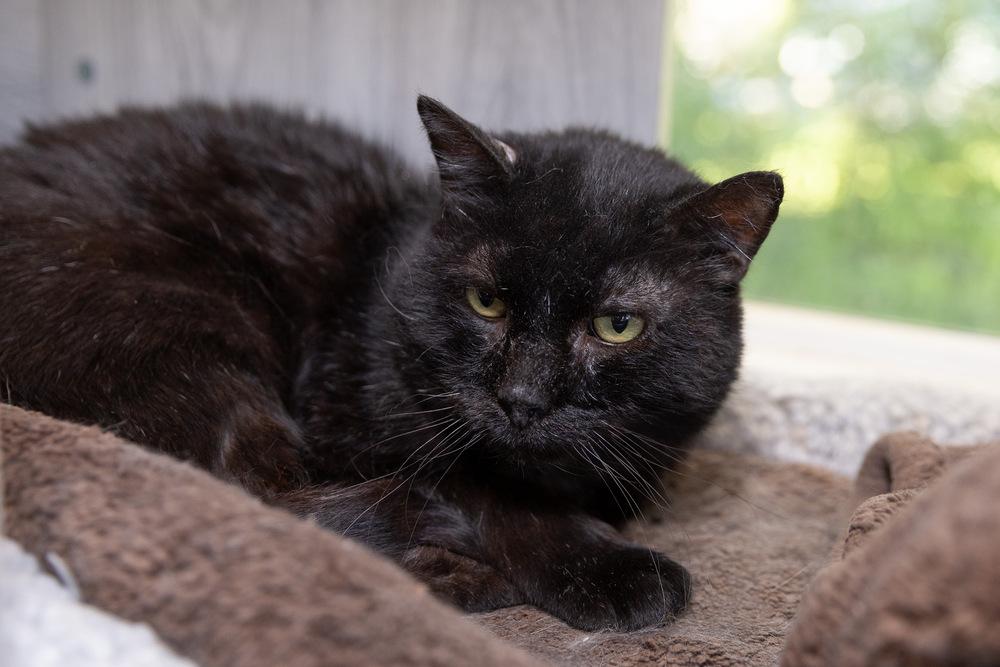 Enlarge Scabbers, a Adoptable Domestic Short Hair in Wheaton, IL image 1/4