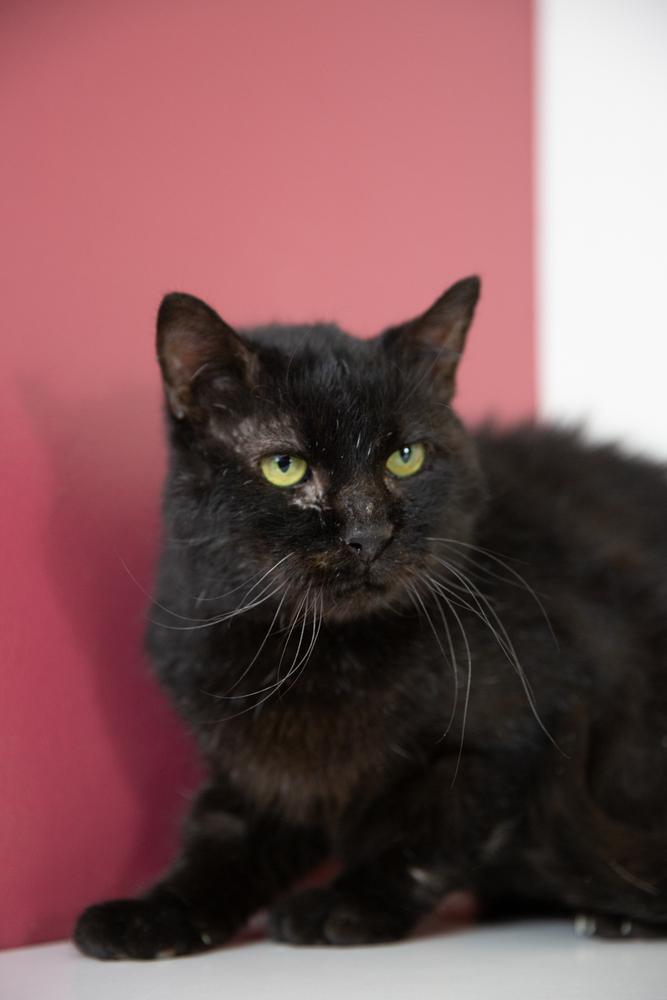 Enlarge Scabbers, a Adoptable Domestic Short Hair in Wheaton, IL image 2/4