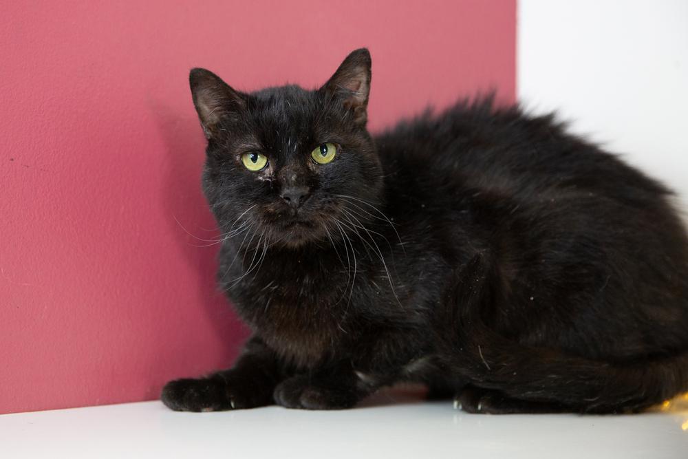 Enlarge Scabbers, a Adoptable Domestic Short Hair in Wheaton, IL image 3/4