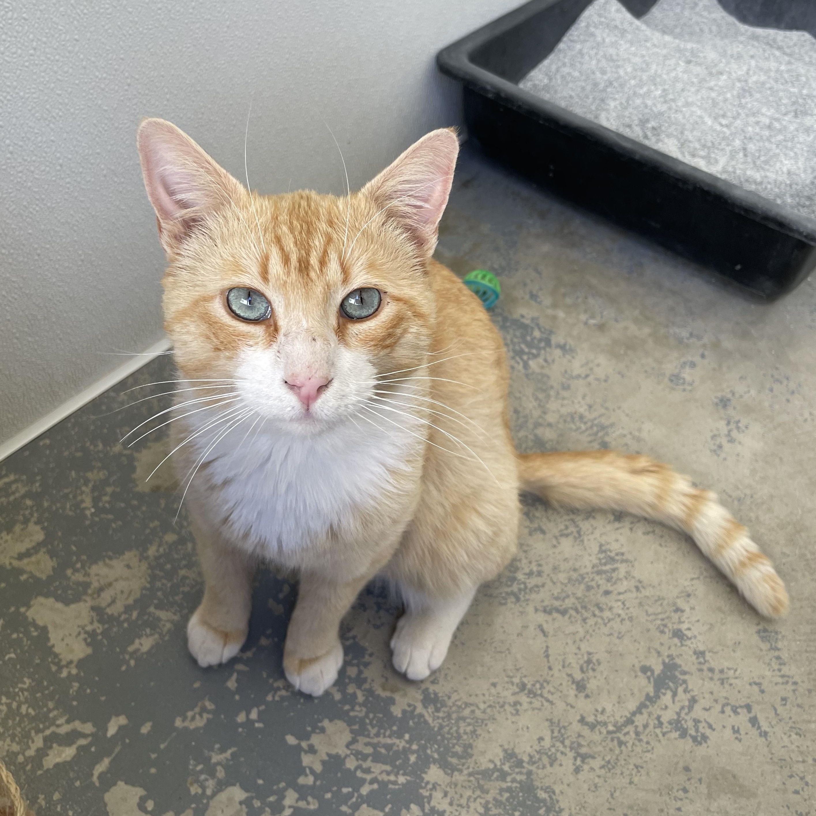 Enlarge Cheeto, a Adoptable mixed breed in Hollister, CA image 5/6