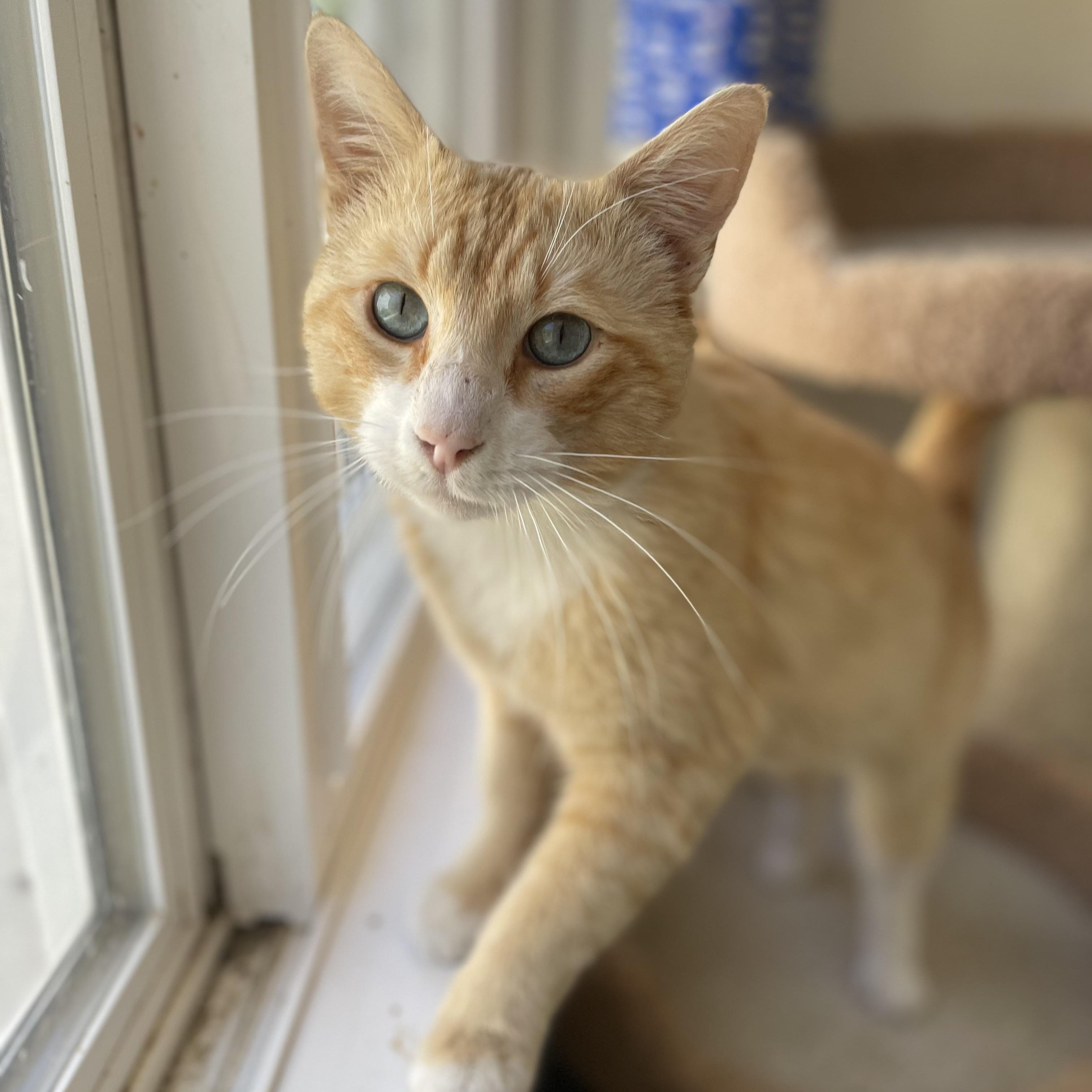 Enlarge Cheeto, a Adoptable mixed breed in Hollister, CA image 2/6