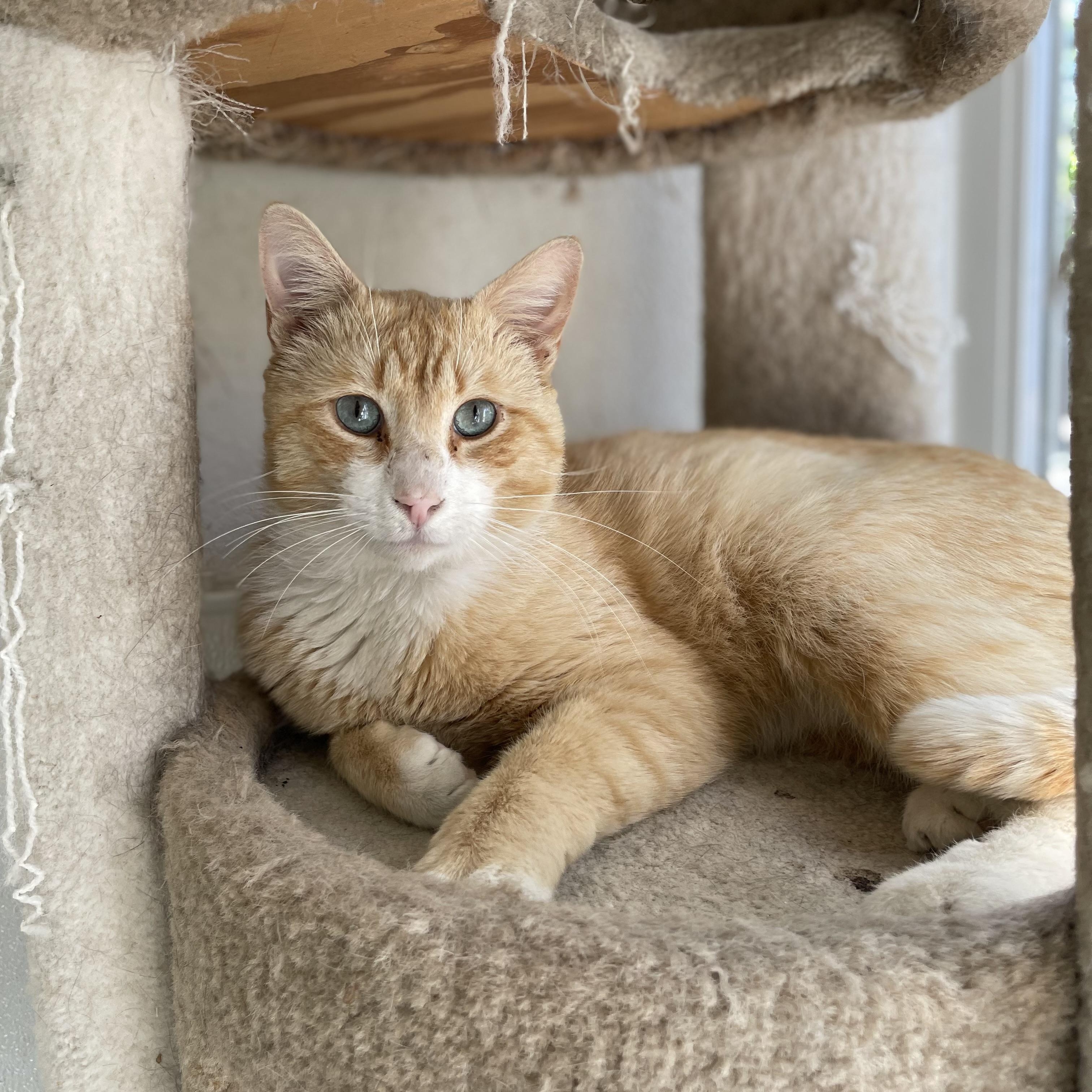 Enlarge Cheeto, a Adoptable mixed breed in Hollister, CA image 1/6