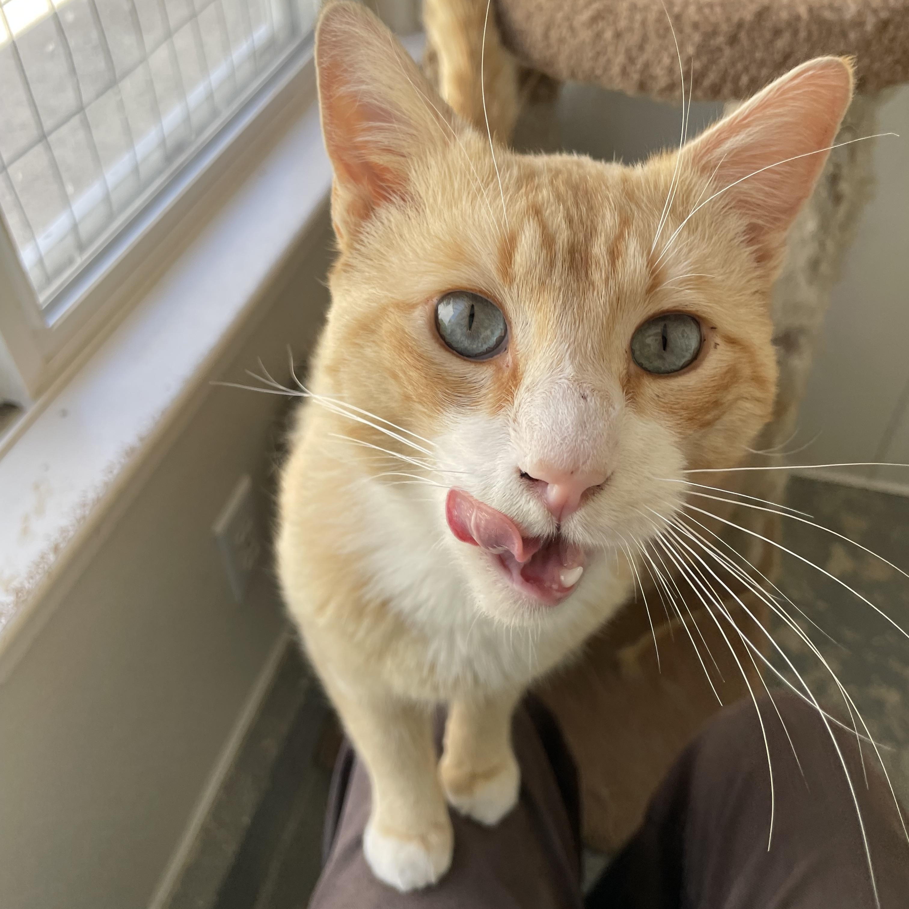 Enlarge Cheeto, a Adoptable mixed breed in Hollister, CA image 4/6