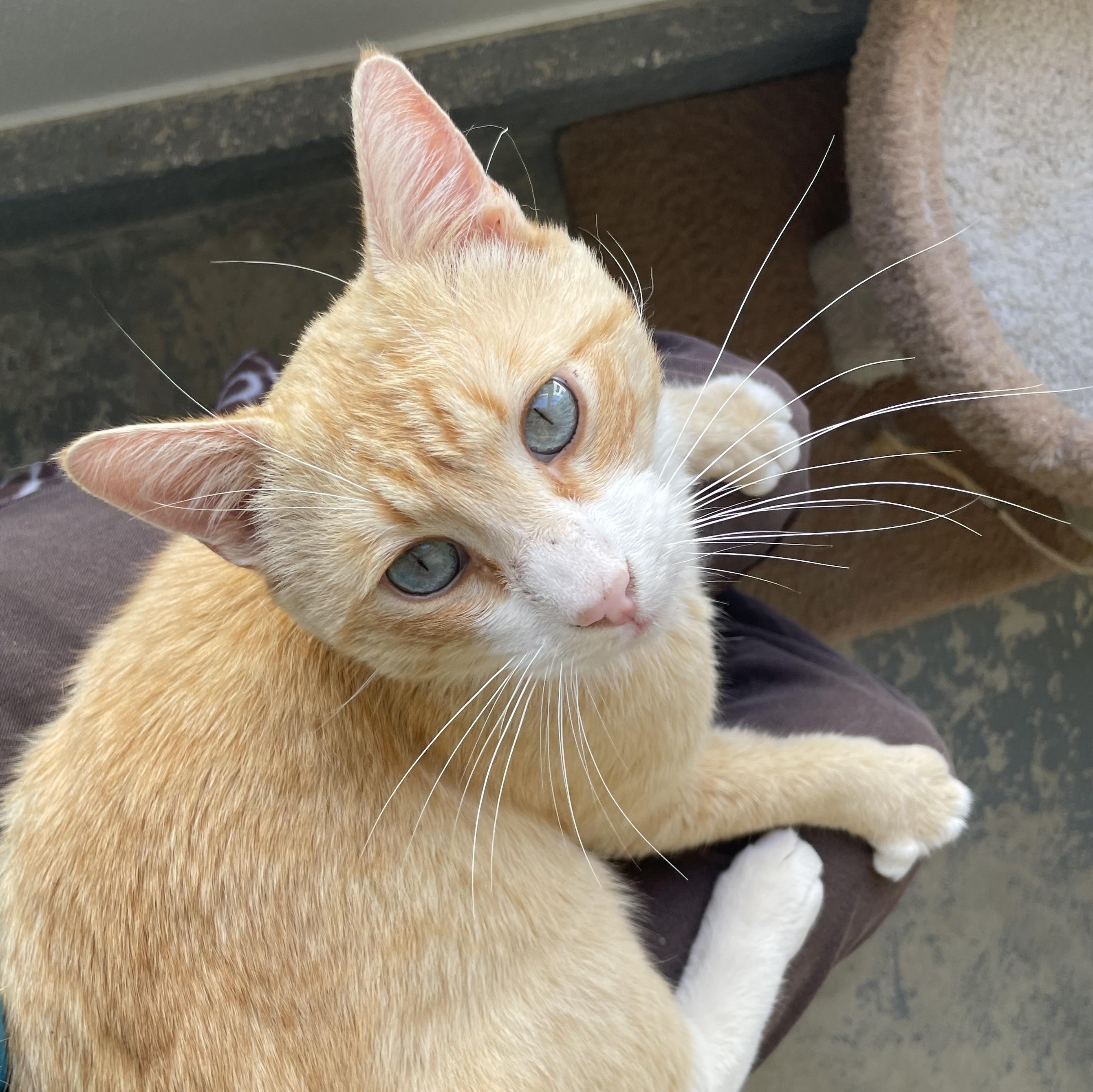 Enlarge Cheeto, a Adoptable mixed breed in Hollister, CA image 3/6