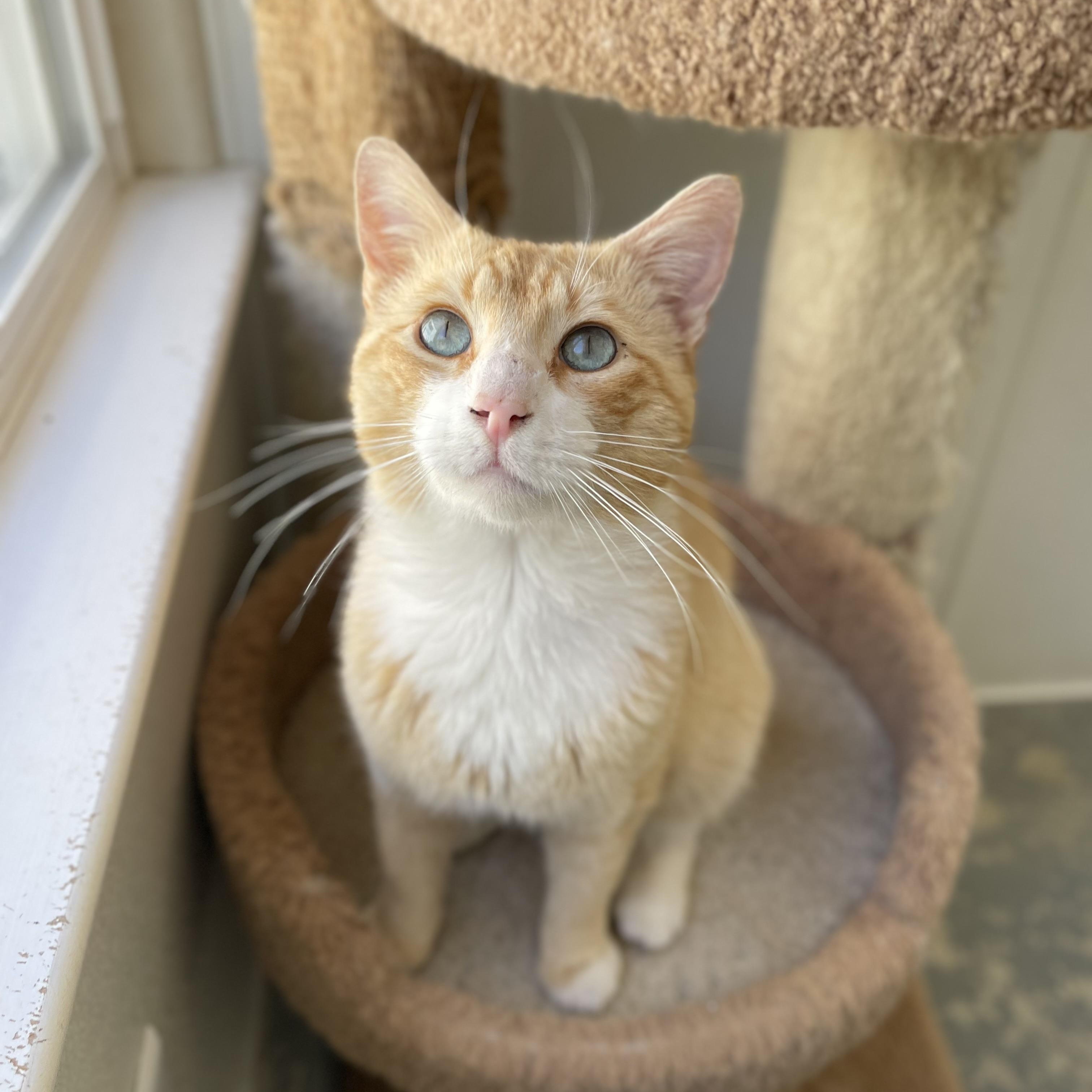 Enlarge Cheeto, a Adoptable mixed breed in Hollister, CA image 6/6