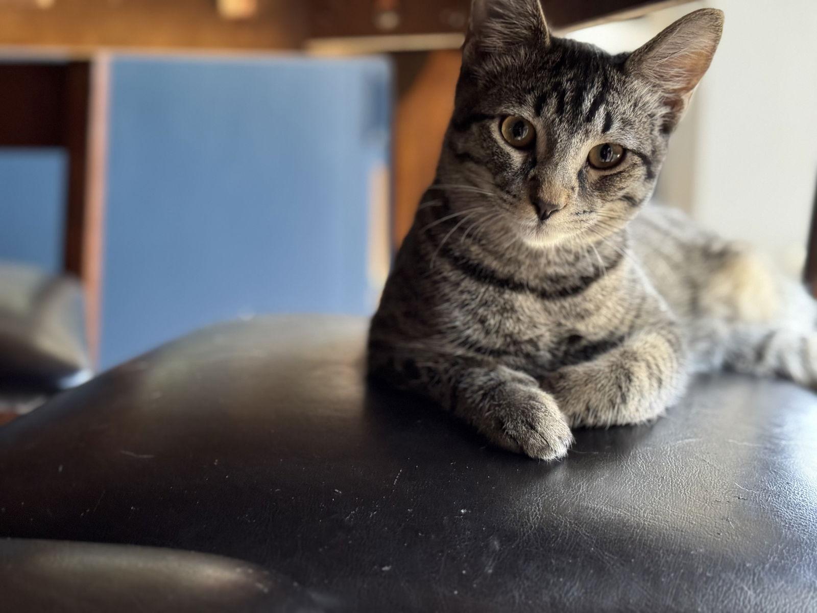 Enlarge Remy, a Adoptable Domestic Short Hair in Lake Saint Louis, MO image 1/2
