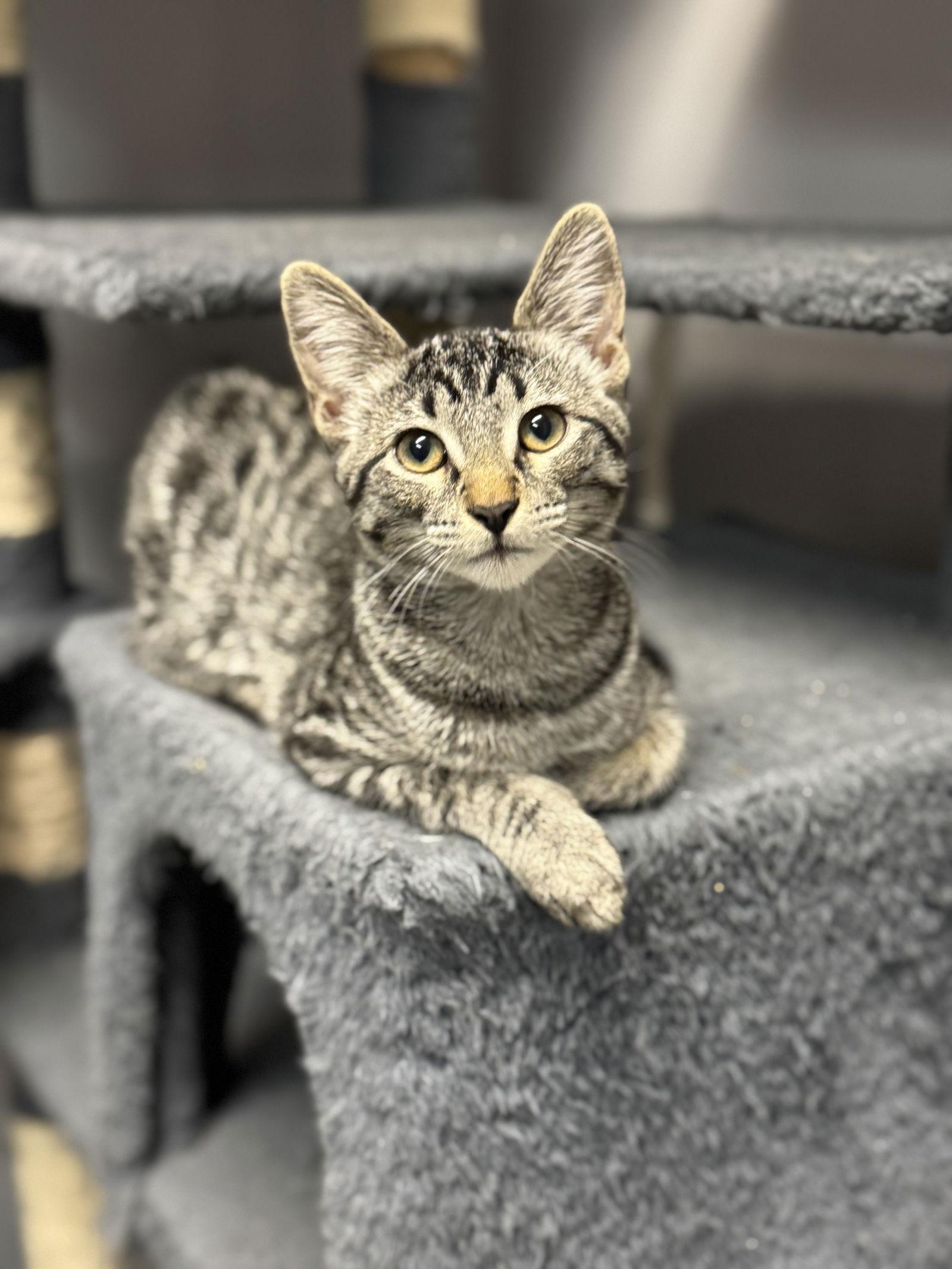 Enlarge Remy, a Adoptable Domestic Short Hair in Lake Saint Louis, MO image 2/2