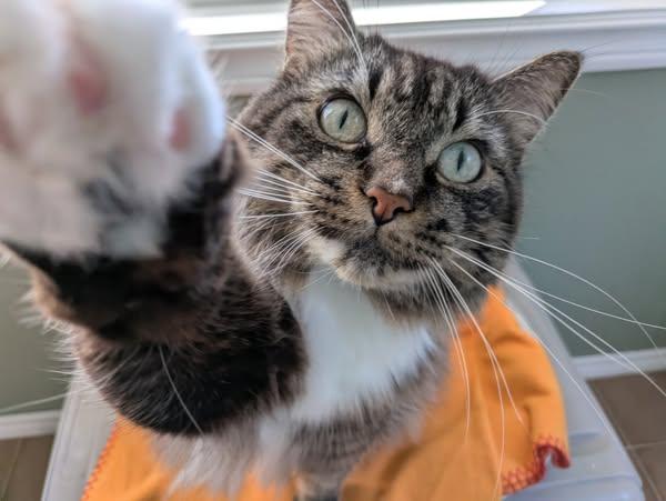 Florence, a Adoptable Domestic Long Hair in Wahnapitae, ON image 1/3