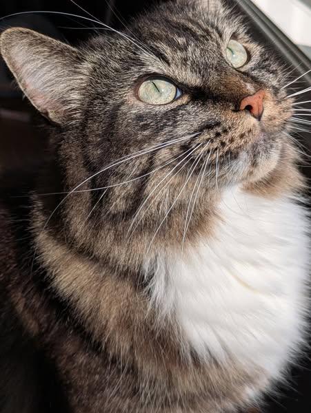 Florence, a Adoptable Domestic Long Hair in Wahnapitae, ON image 2/3