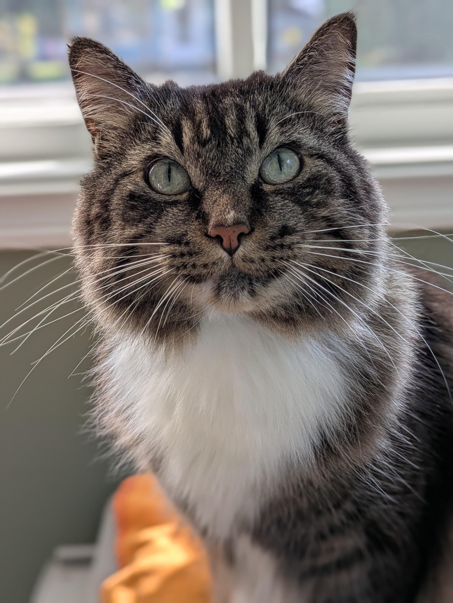 Florence, a Adoptable Domestic Long Hair in Wahnapitae, ON image 3/3