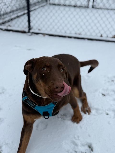 Enlarge Chaz , an adopted mixed breed in Medfield, MA image 1/6