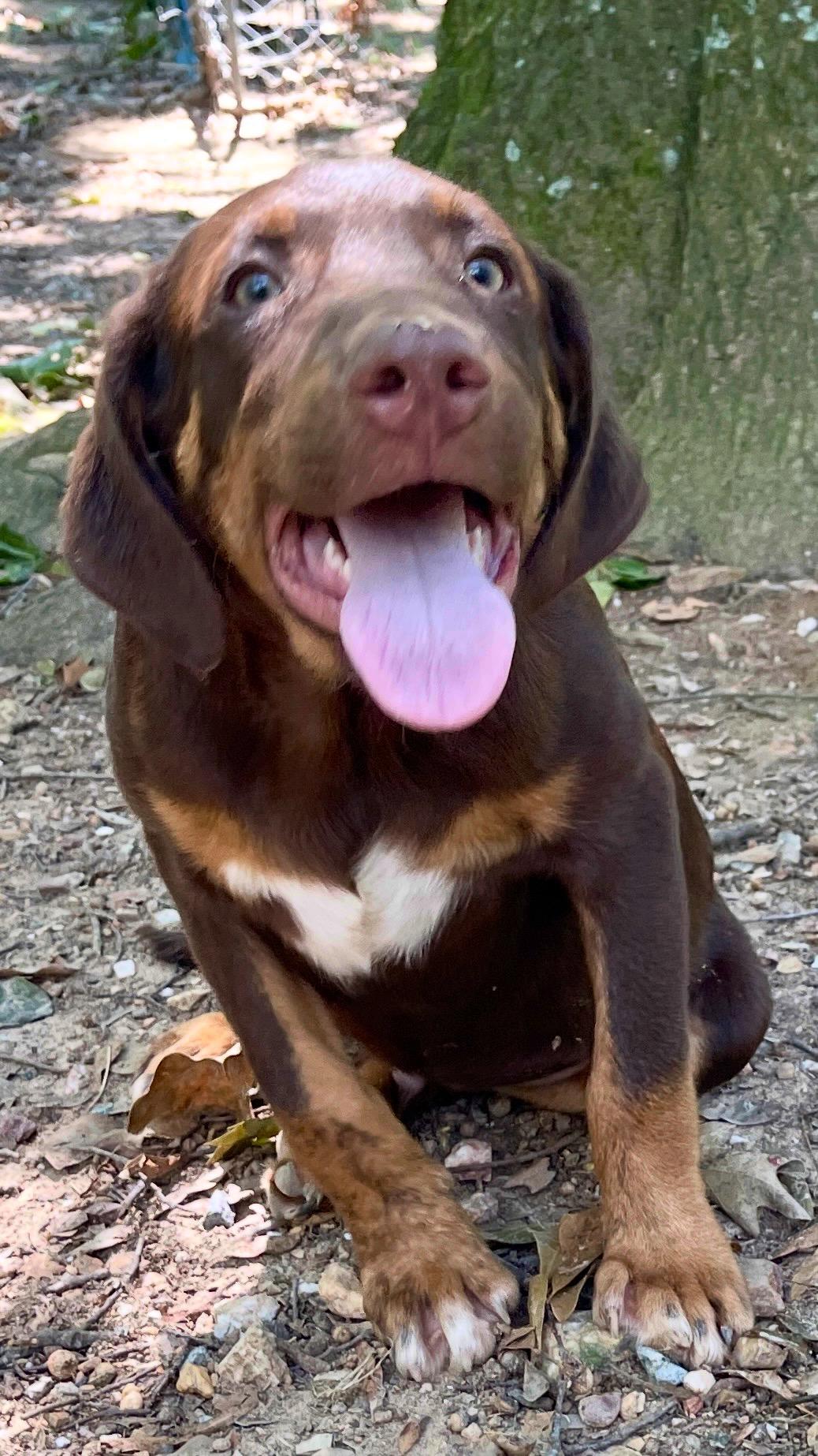 Chaz, Adoptable, Young Male Labrador Retriever & Mixed Breed.