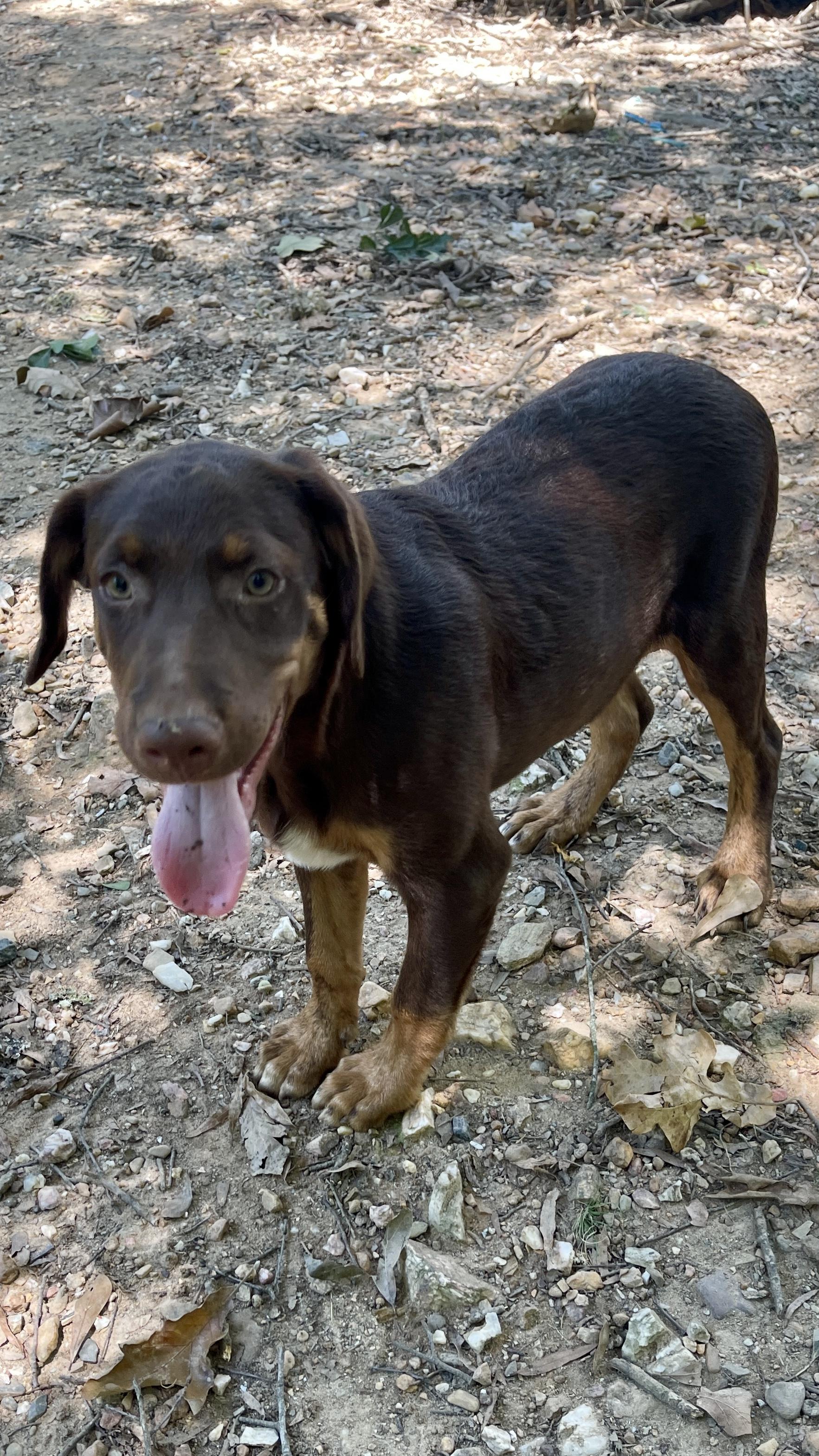 Enlarge Chaz, a Adoptable mixed breed image 4/4