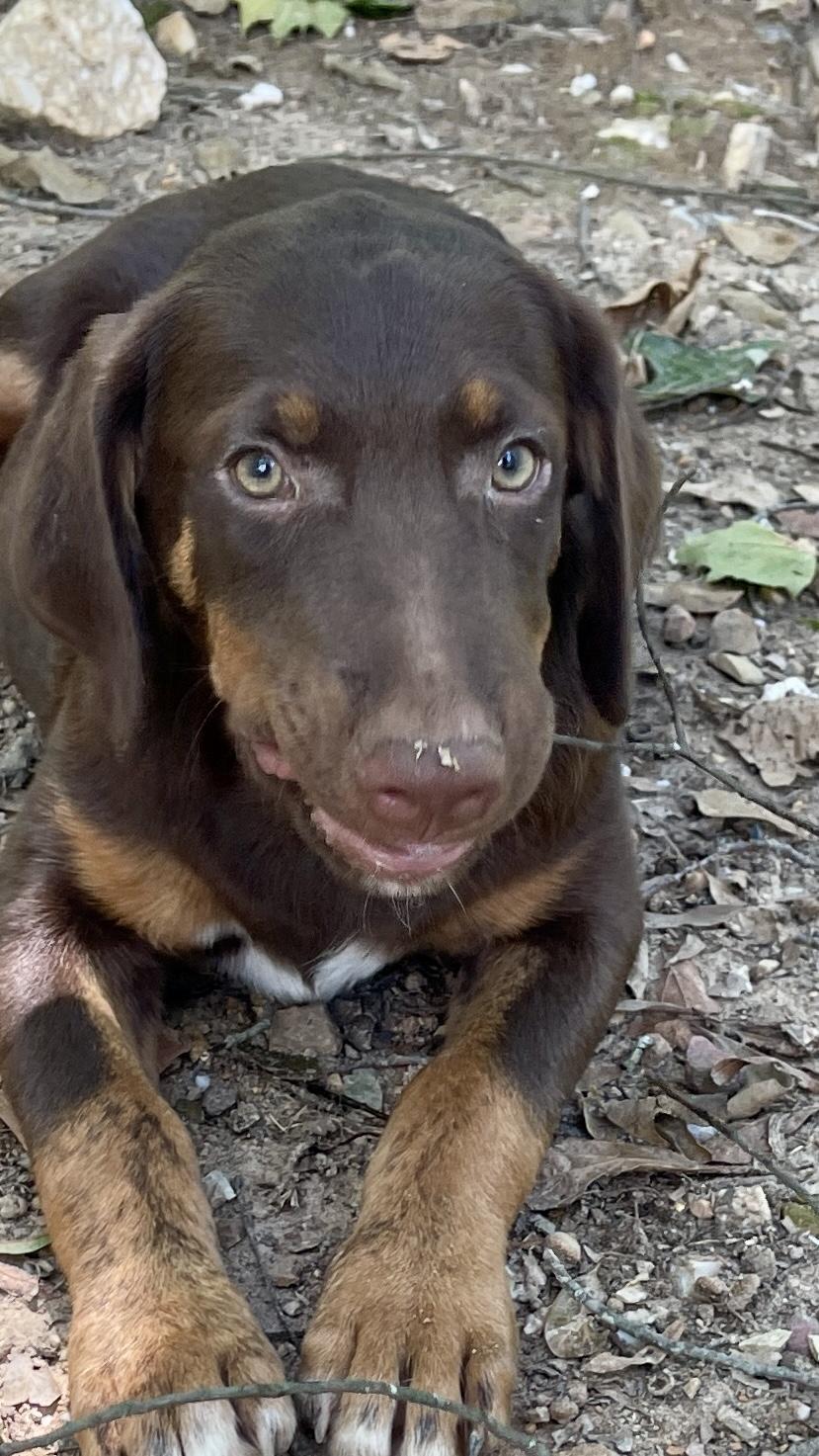 Enlarge Chaz, a Adoptable mixed breed image 3/4