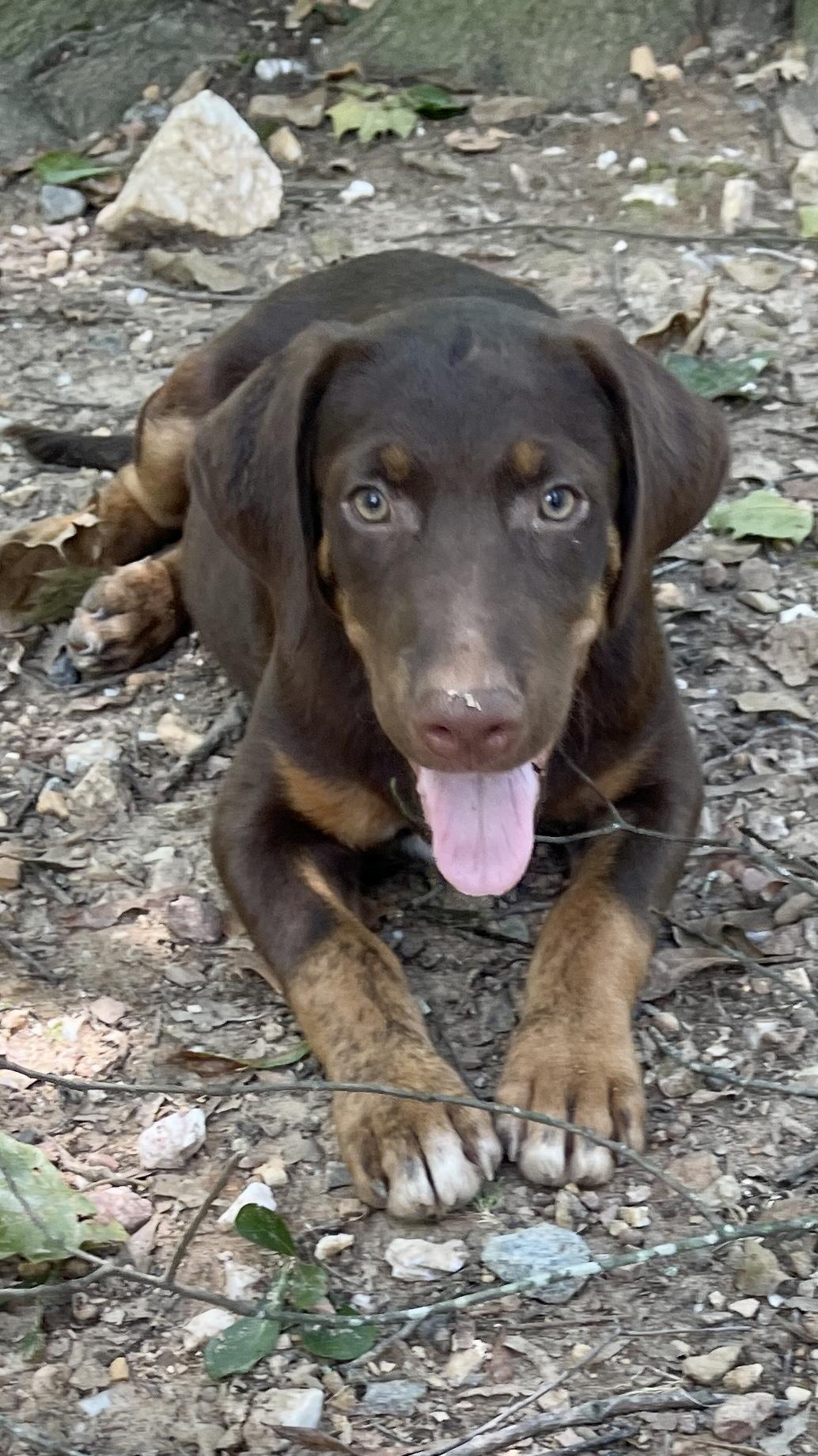 Enlarge Chaz, a Adoptable mixed breed image 2/4