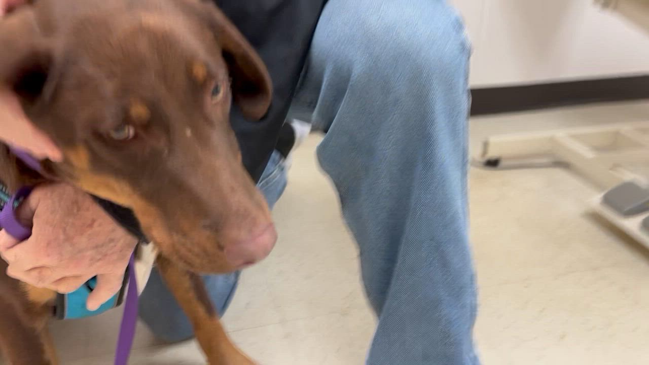 Enlarge Chaz , an adopted mixed breed in Medfield, MA video 3/6
