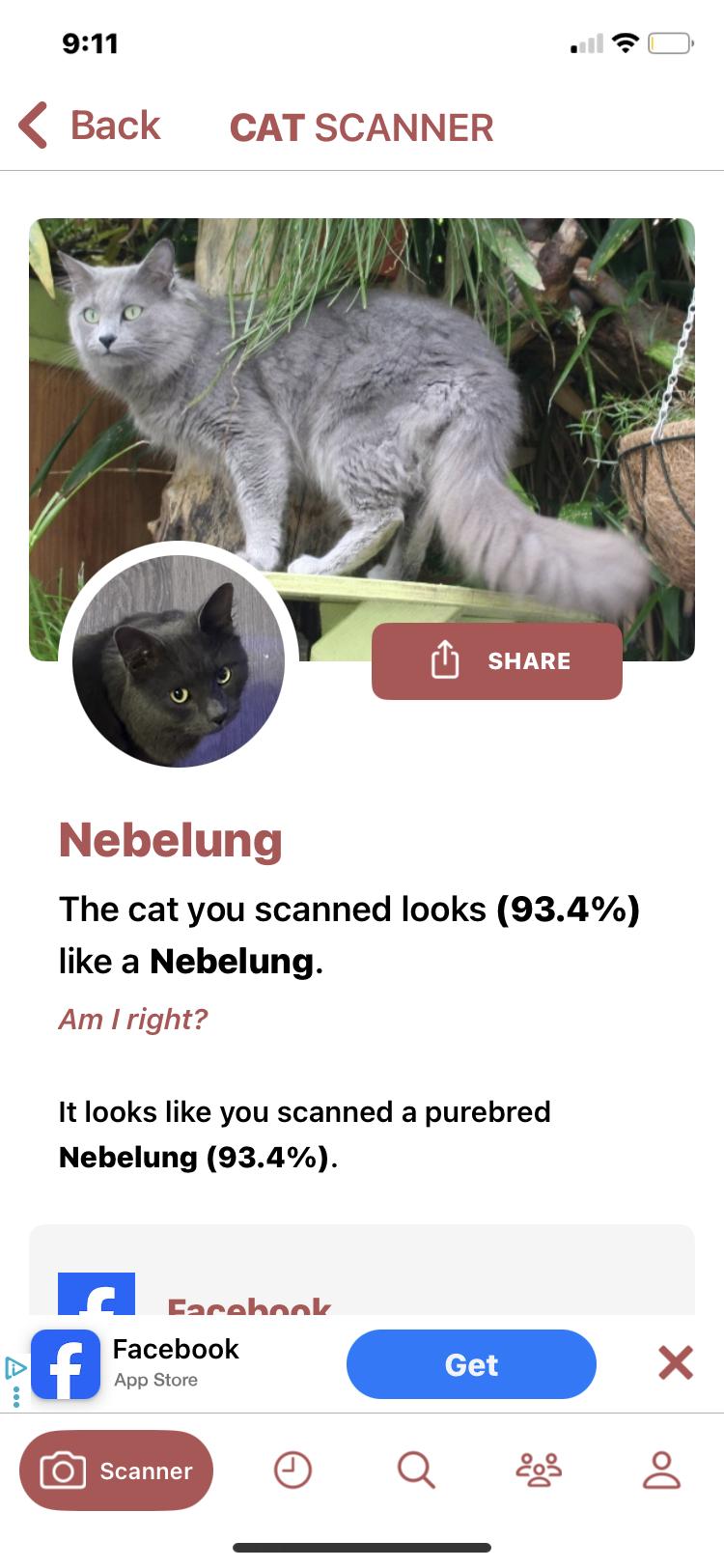 Dusty, an adoptable Domestic Long Hair, Nebelung in Turnersville, NJ, 08012 | Photo Image 6