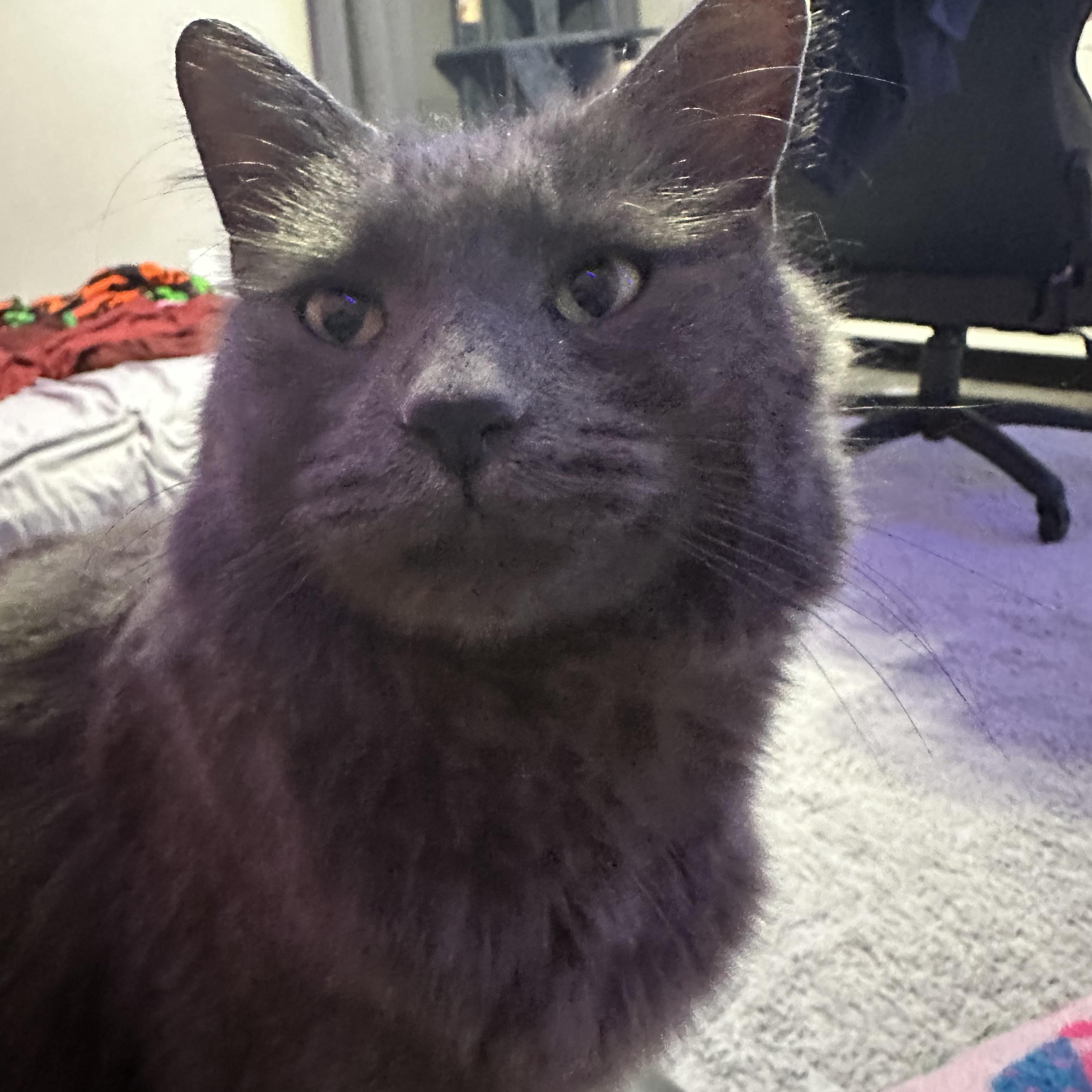 Dusty, an adoptable Domestic Long Hair, Nebelung in Turnersville, NJ, 08012 | Photo Image 3