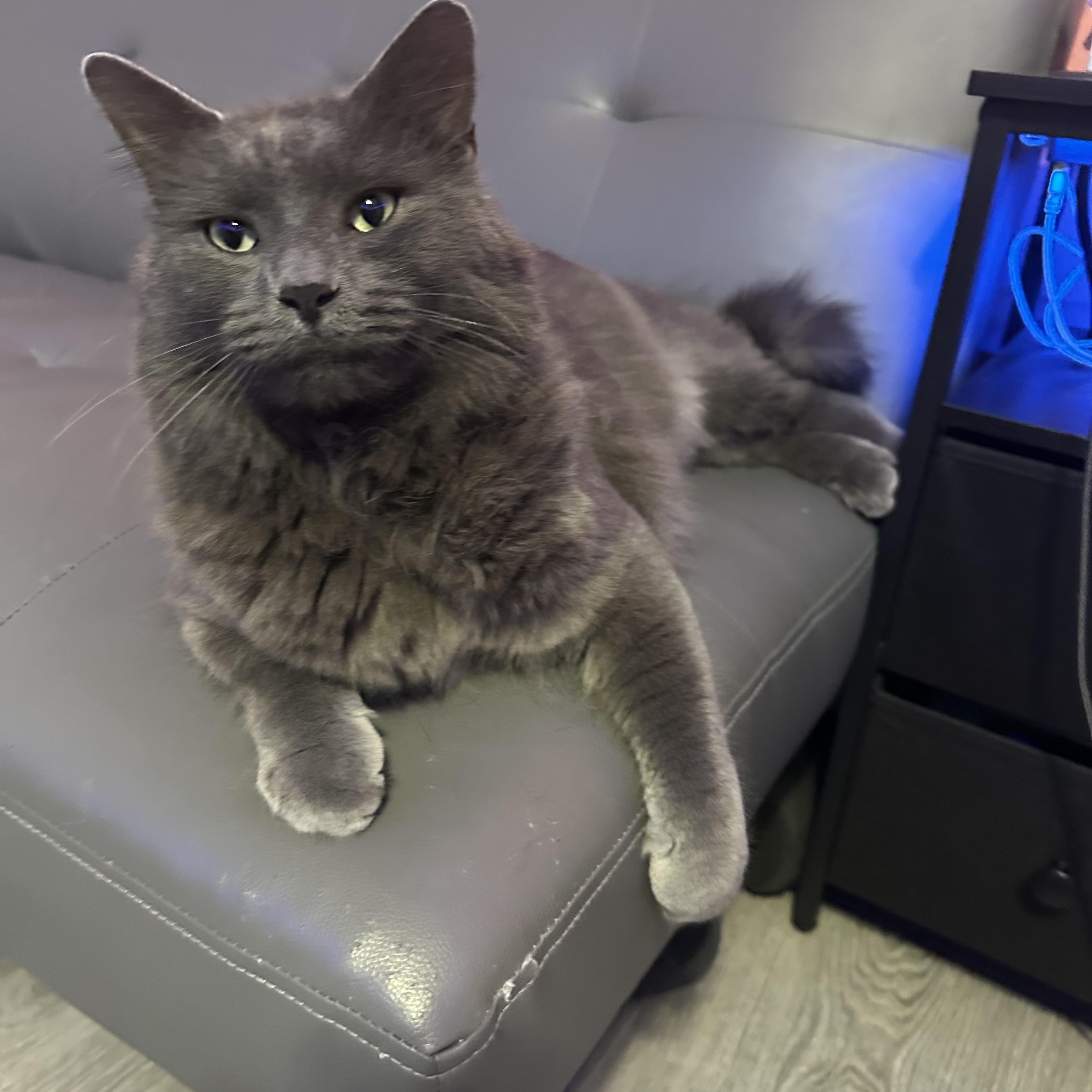 Enlarge Dusty, a Adoptable mixed breed in Turnersville, NJ image 3/6