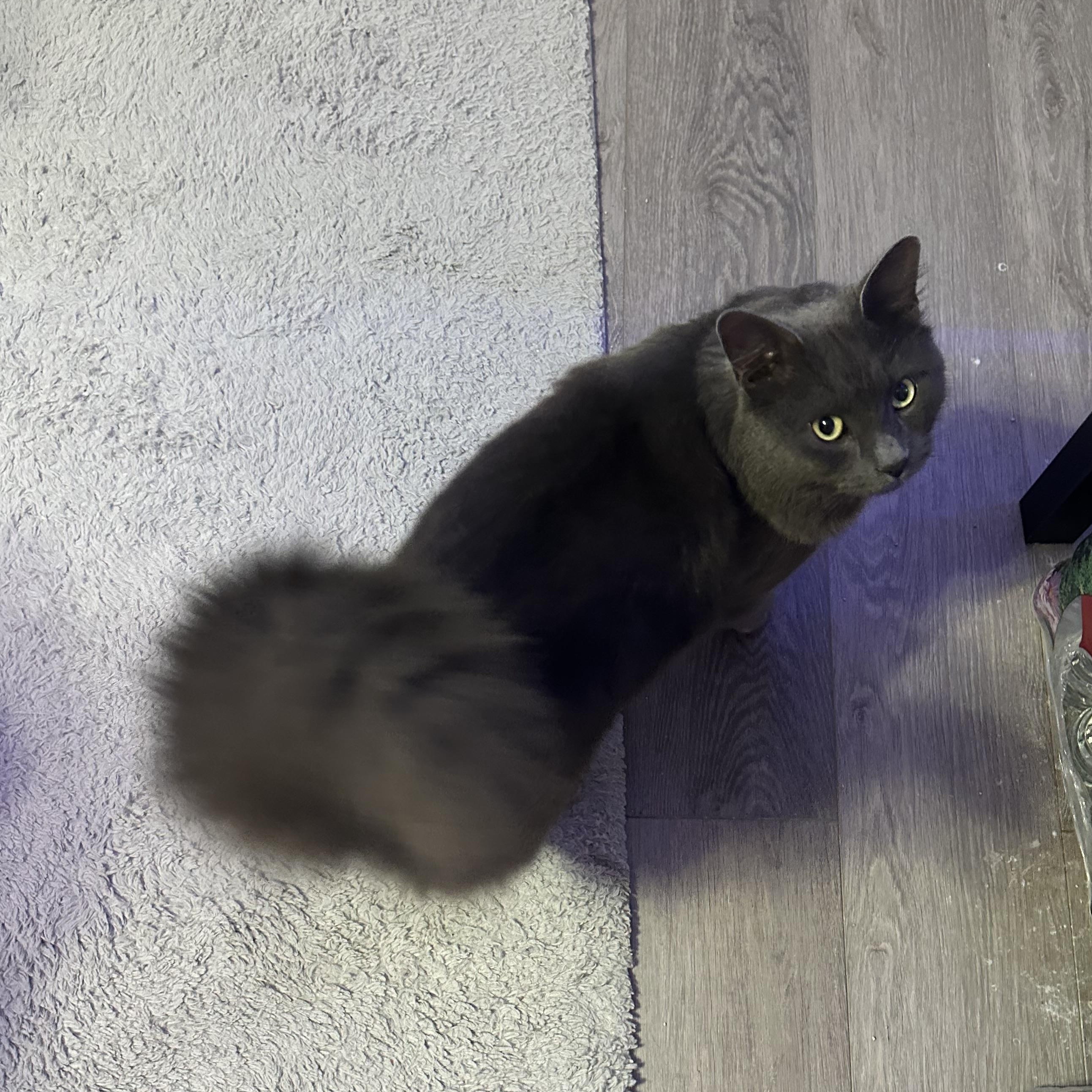 Dusty, Adoptable, Adult Male Domestic Long Hair & Nebelung.