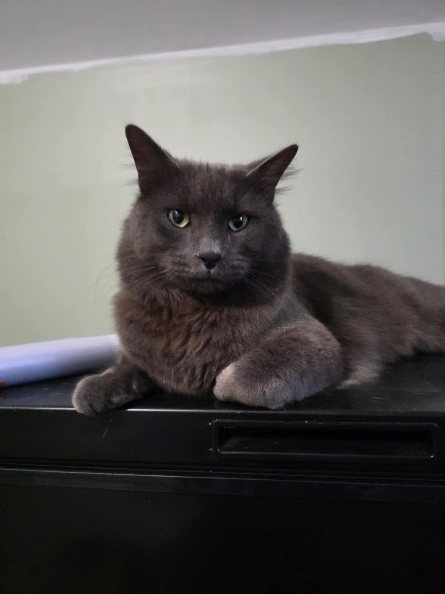 Dusty, an adoptable Domestic Long Hair, Nebelung in Turnersville, NJ, 08012 | Photo Image 1