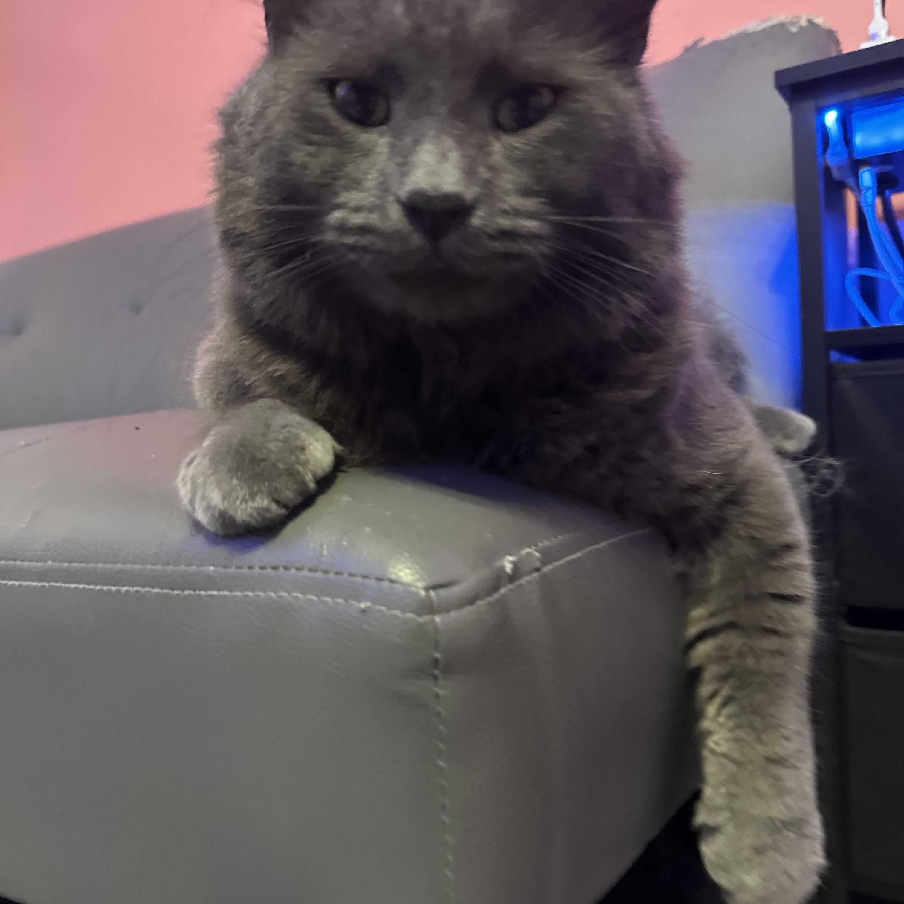 Dusty, an adoptable Domestic Long Hair, Nebelung in Turnersville, NJ, 08012 | Photo Image 5