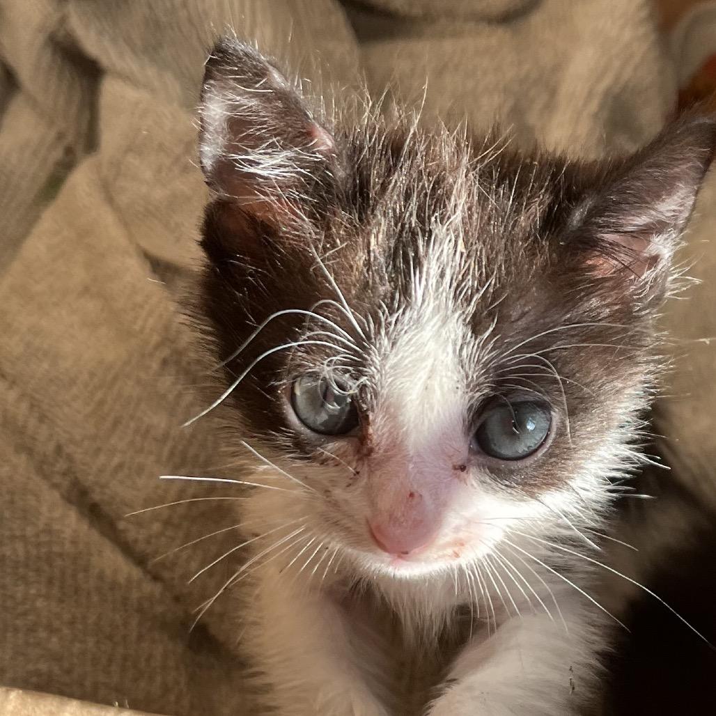 Venus, Adoptable, Kitten Female Domestic Short Hair.