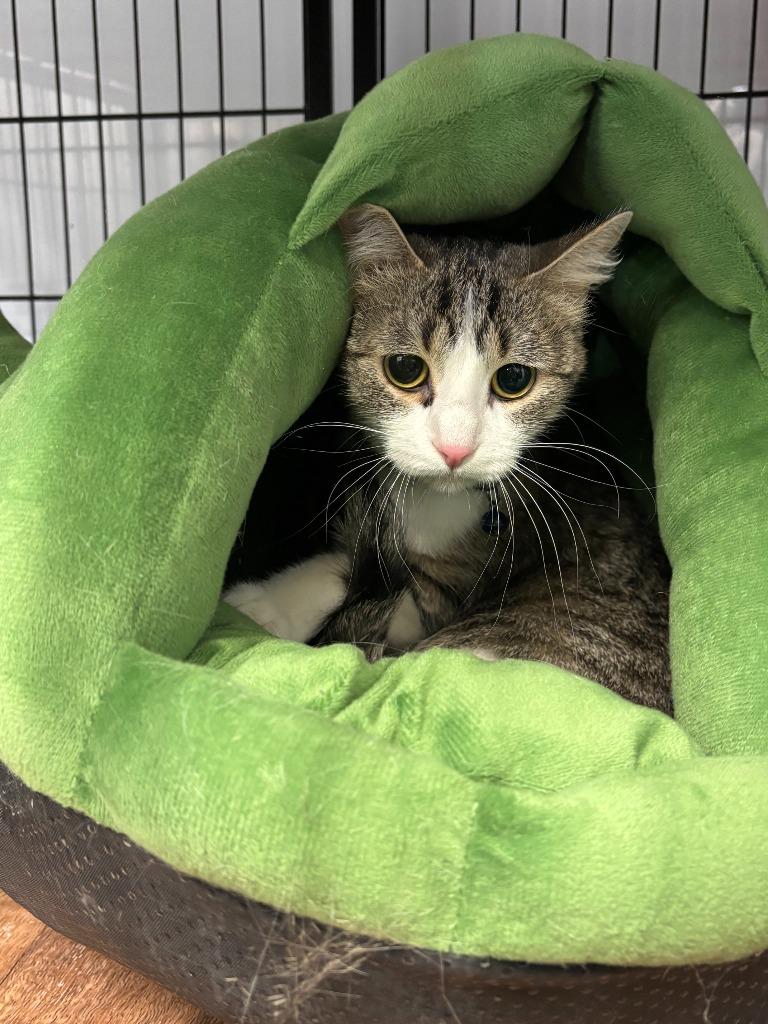 Dove, Adoptable, Adult Female Domestic Short Hair.