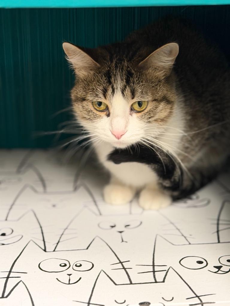 Enlarge Dove, a Adoptable mixed breed in Algona, IA image 2/4