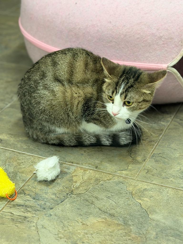 Enlarge Dove, a Adoptable mixed breed in Algona, IA image 3/4
