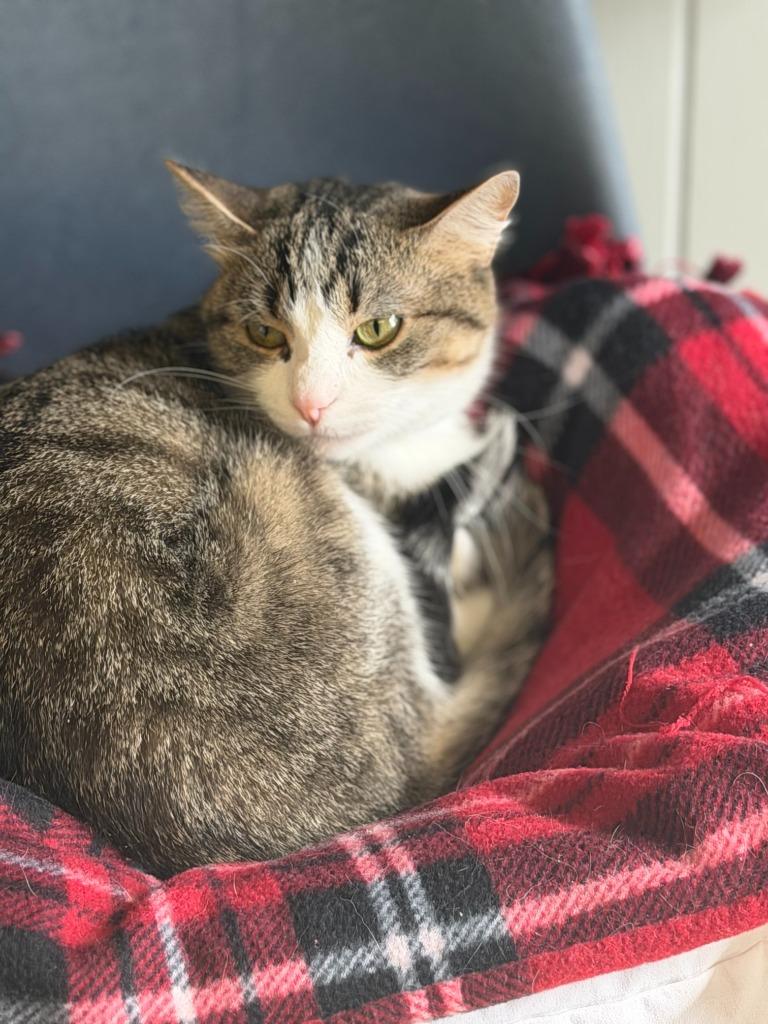 Enlarge Dove, a Adoptable mixed breed in Algona, IA image 4/4