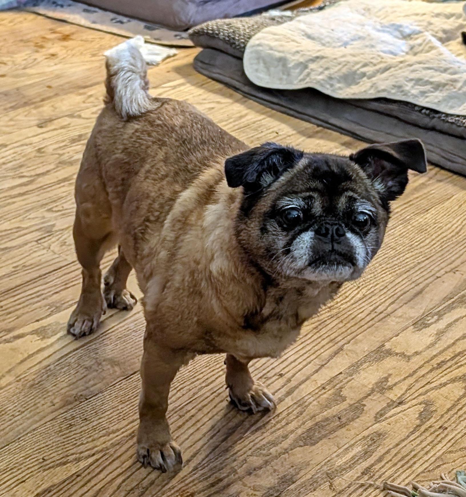 Mary, ADOPTABLE, Adult Female Pug.