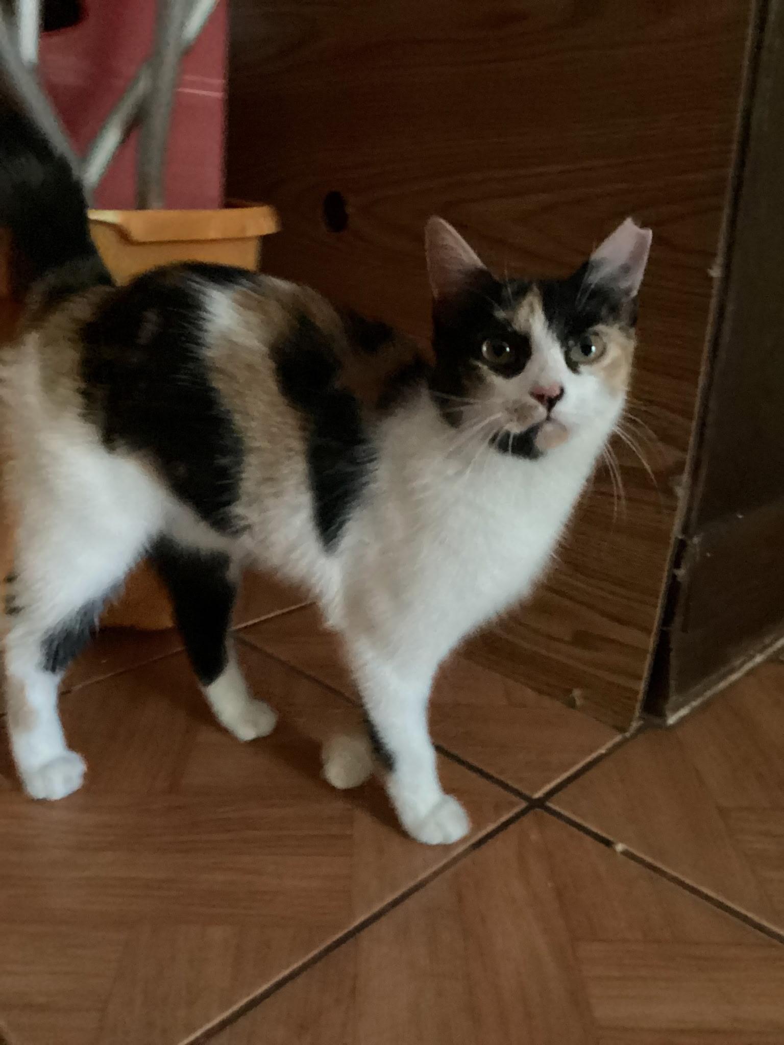 Enlarge Khaleesi, an adoptable Domestic Short Hair in Miami, FL image 1/2