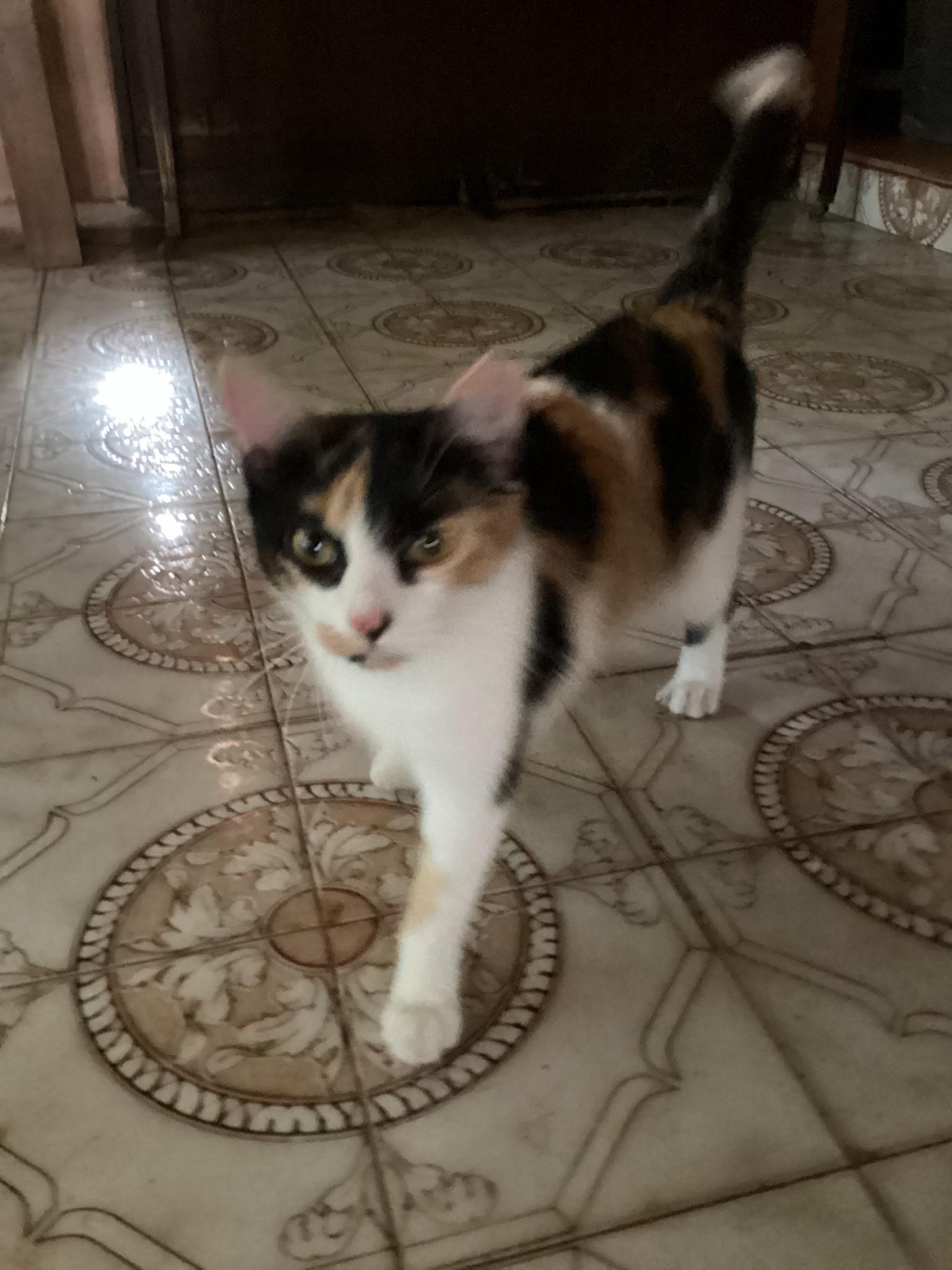 Enlarge Khaleesi, an adoptable Domestic Short Hair in Miami, FL image 2/2