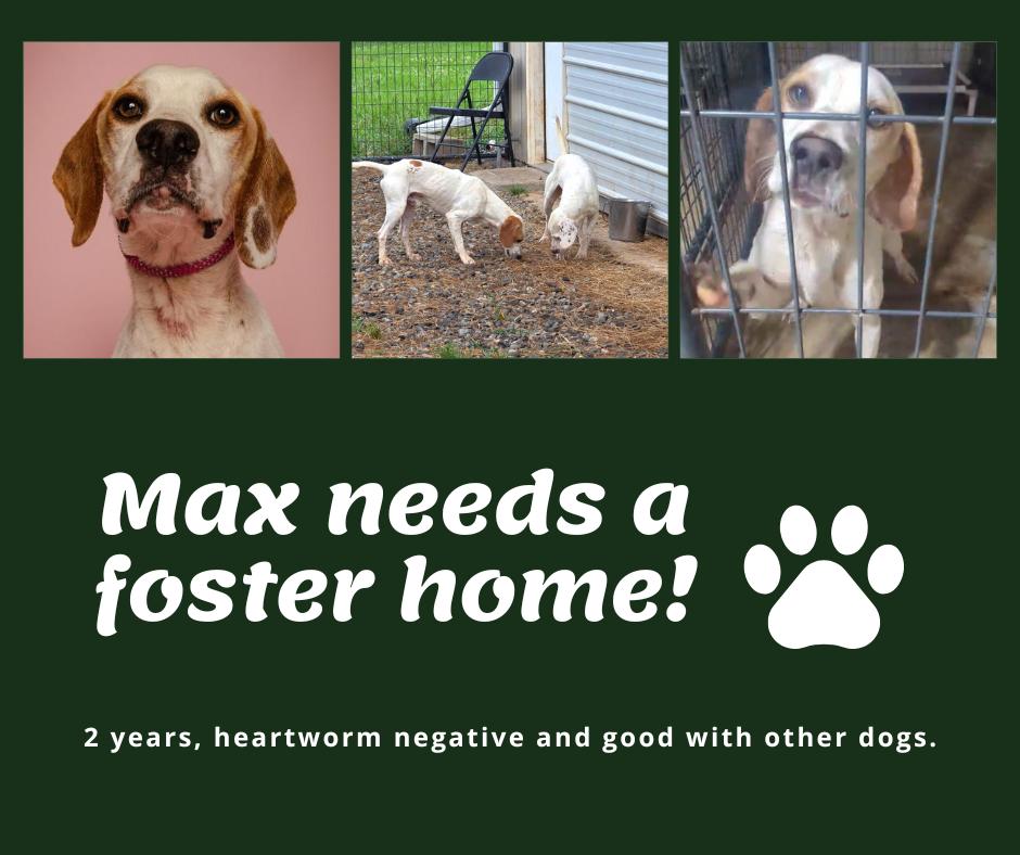 Needs Foster Max (GA), ADOPTABLE, Adult Male English Pointer.