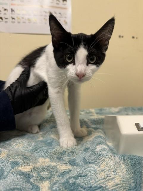 LUNA, Adoptable, Kitten Female Domestic Short Hair.