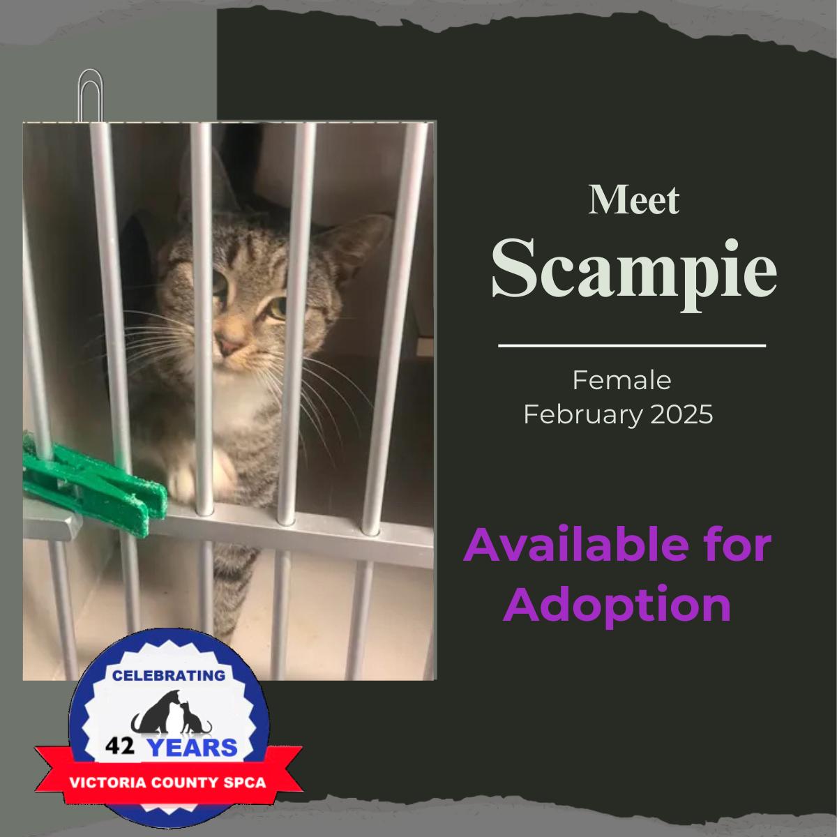 Scampie photo