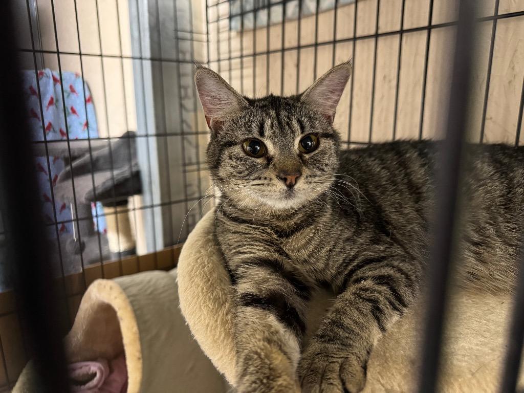 Lucy Lou K, Adoptable, Adult Female Domestic Short Hair.