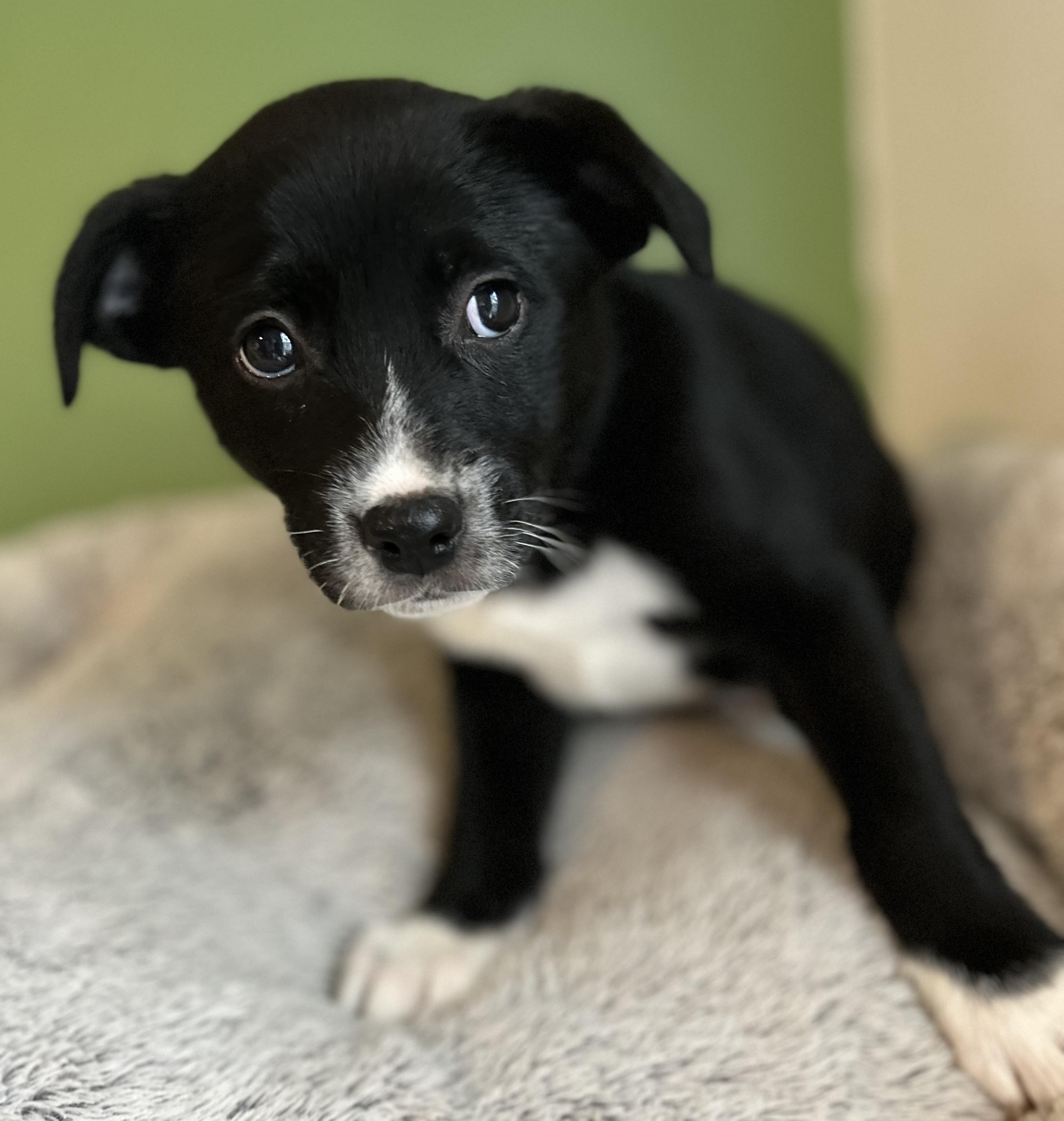 Enlarge Timmy, a ADOPTABLE mixed breed in Tigard, OR image 3/4