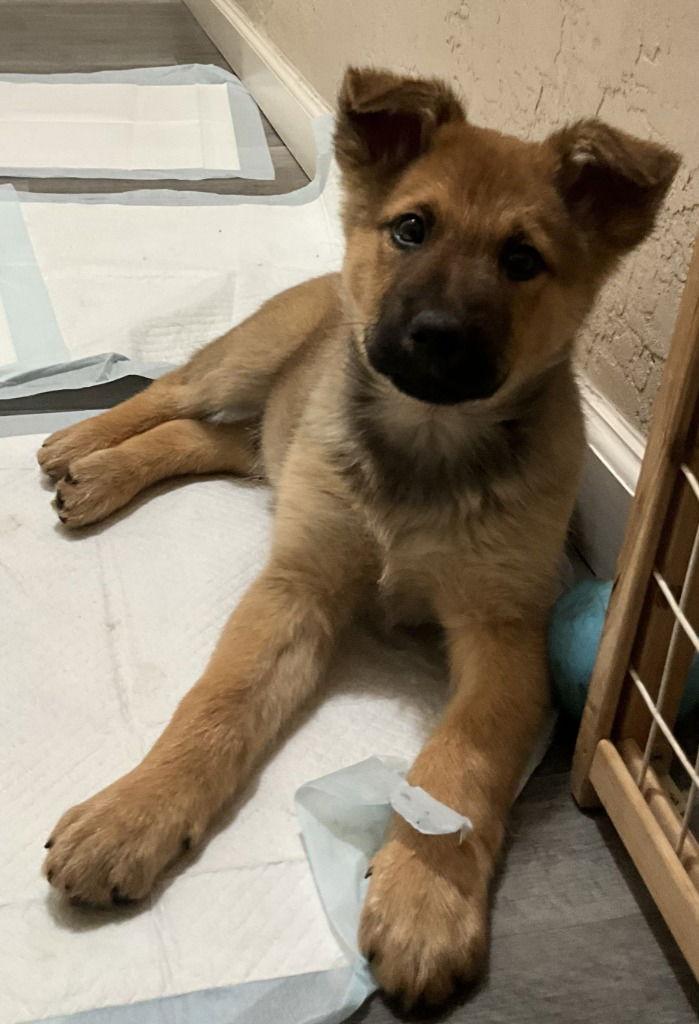 Enlarge Scout, a Adoptable German Shepherd Dog in Modesto, CA image 1/1